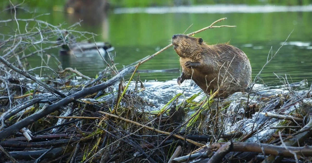 Beaver.jpg
