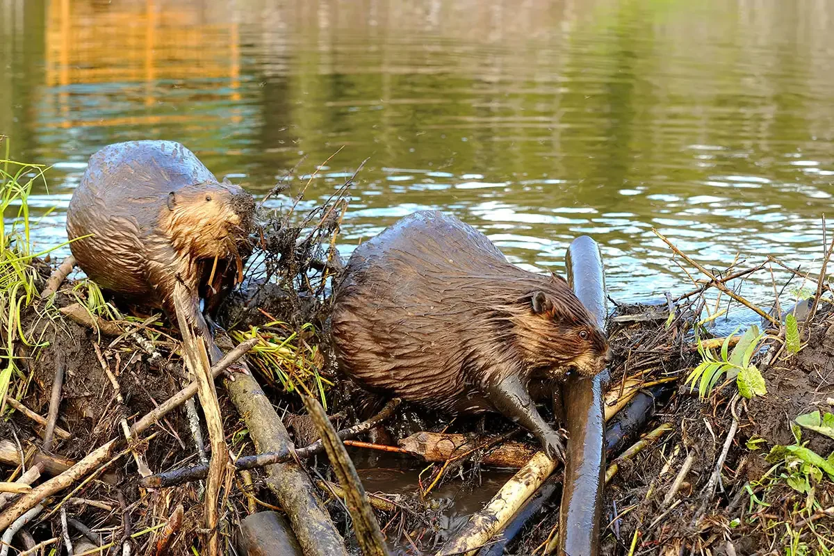 beavers_damsda3fd2 (1).webp
