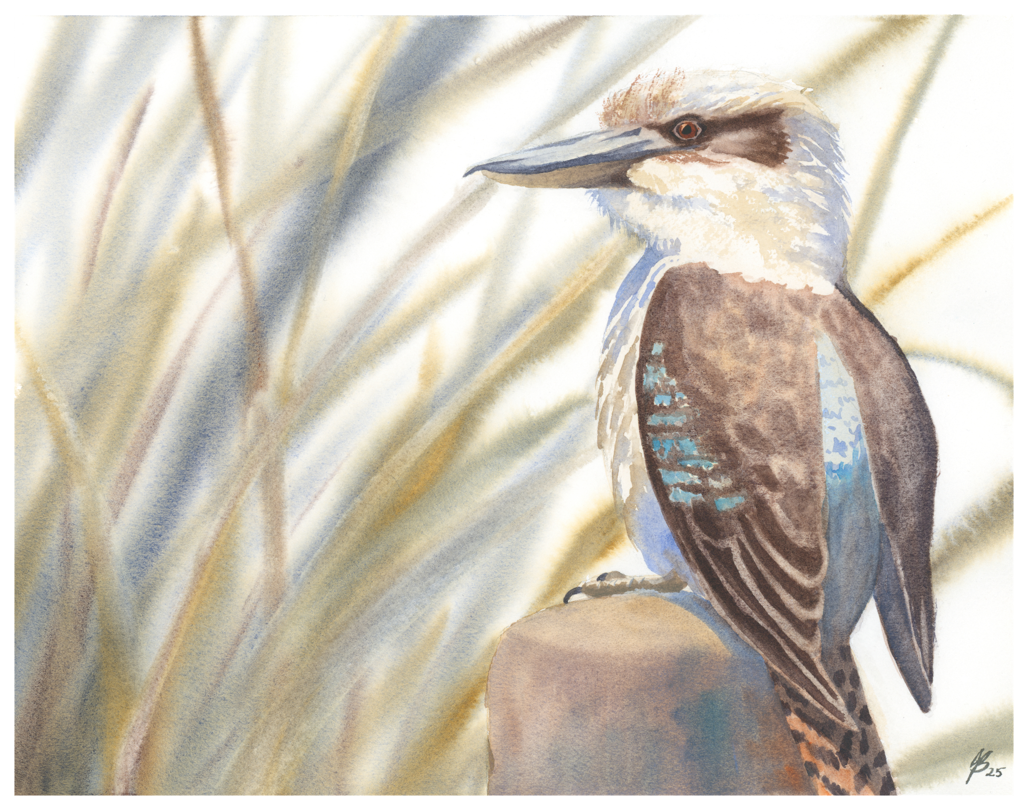 Kooka image for website.png