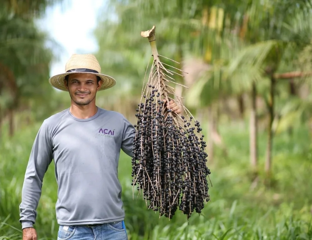 Vibe Açaí farm