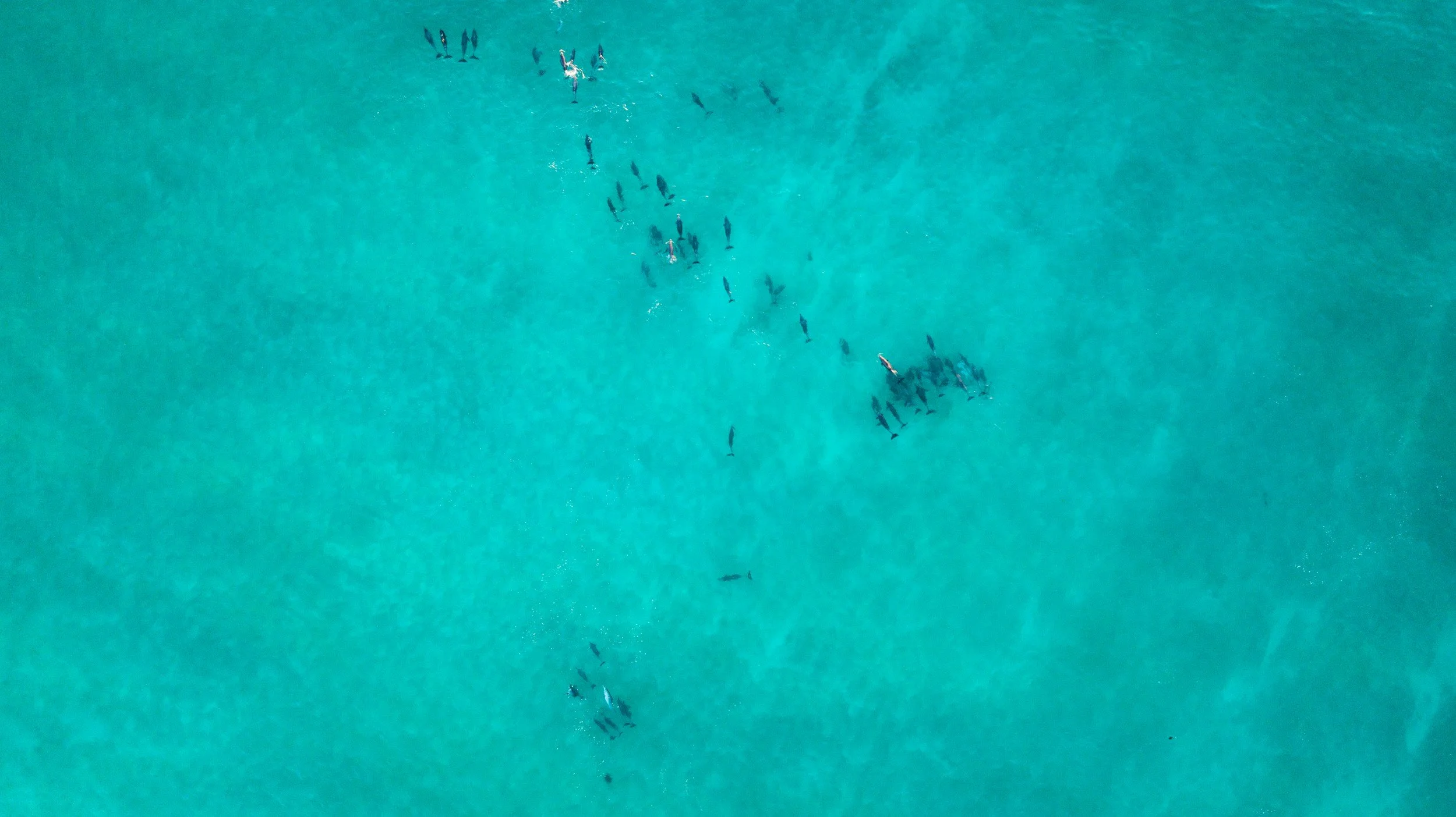 Aerial view of a pod of dolphins swimming in clear turquoise ocean water