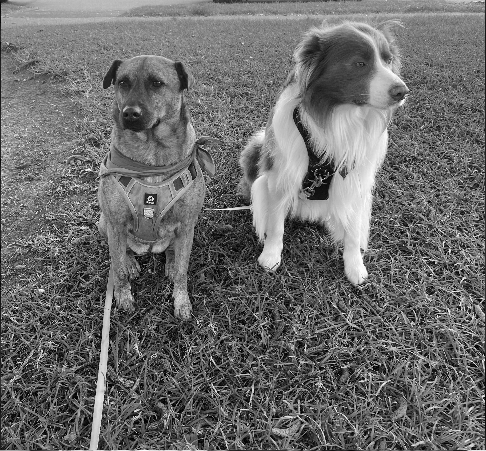 Two dogs sitting on grass in a park, one with a harness and leash, one with a collar, in a black-and-white photo.