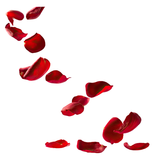 Red rose petals falling against a black background.