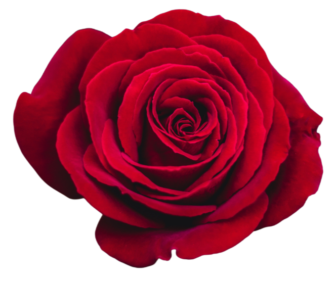 Red rose flower with velvety petals