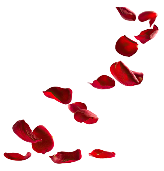 Red rose petals falling against a transparent background.