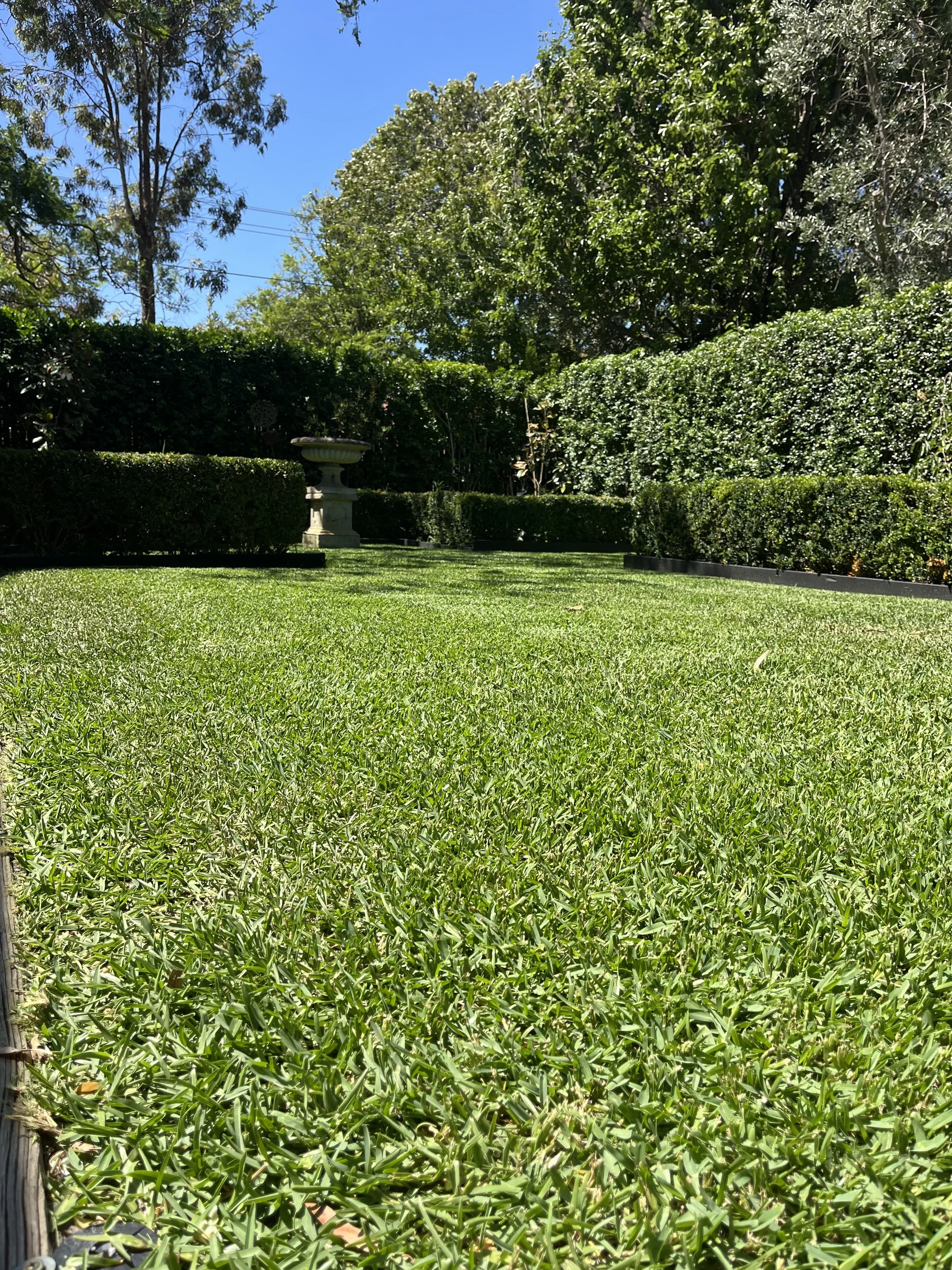 Healthy Sir Walter buffalo grass in black rock