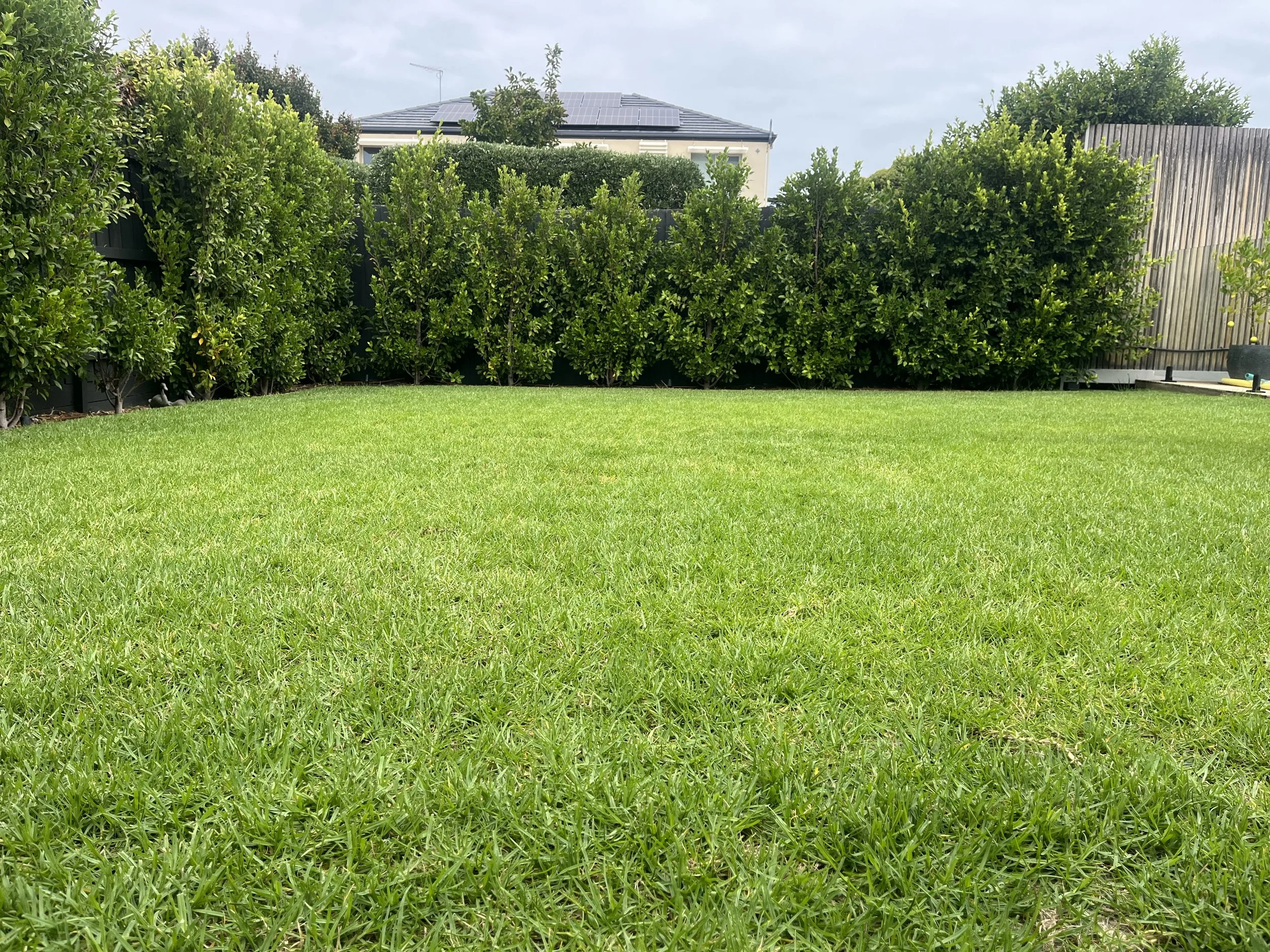 Lush kikuyu lawn maintenance in Black Rock
