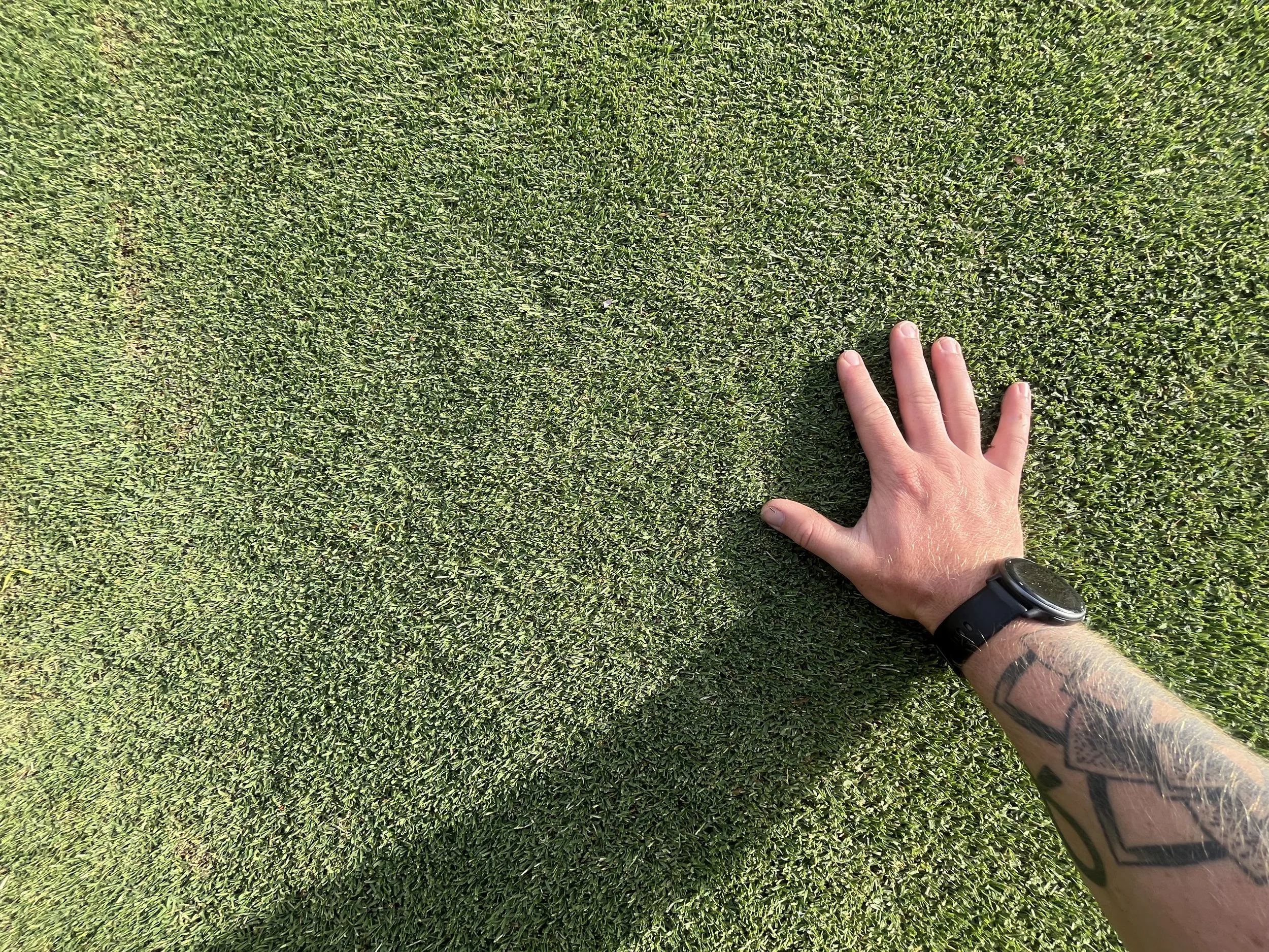 Dense Santa Ana couch fairway