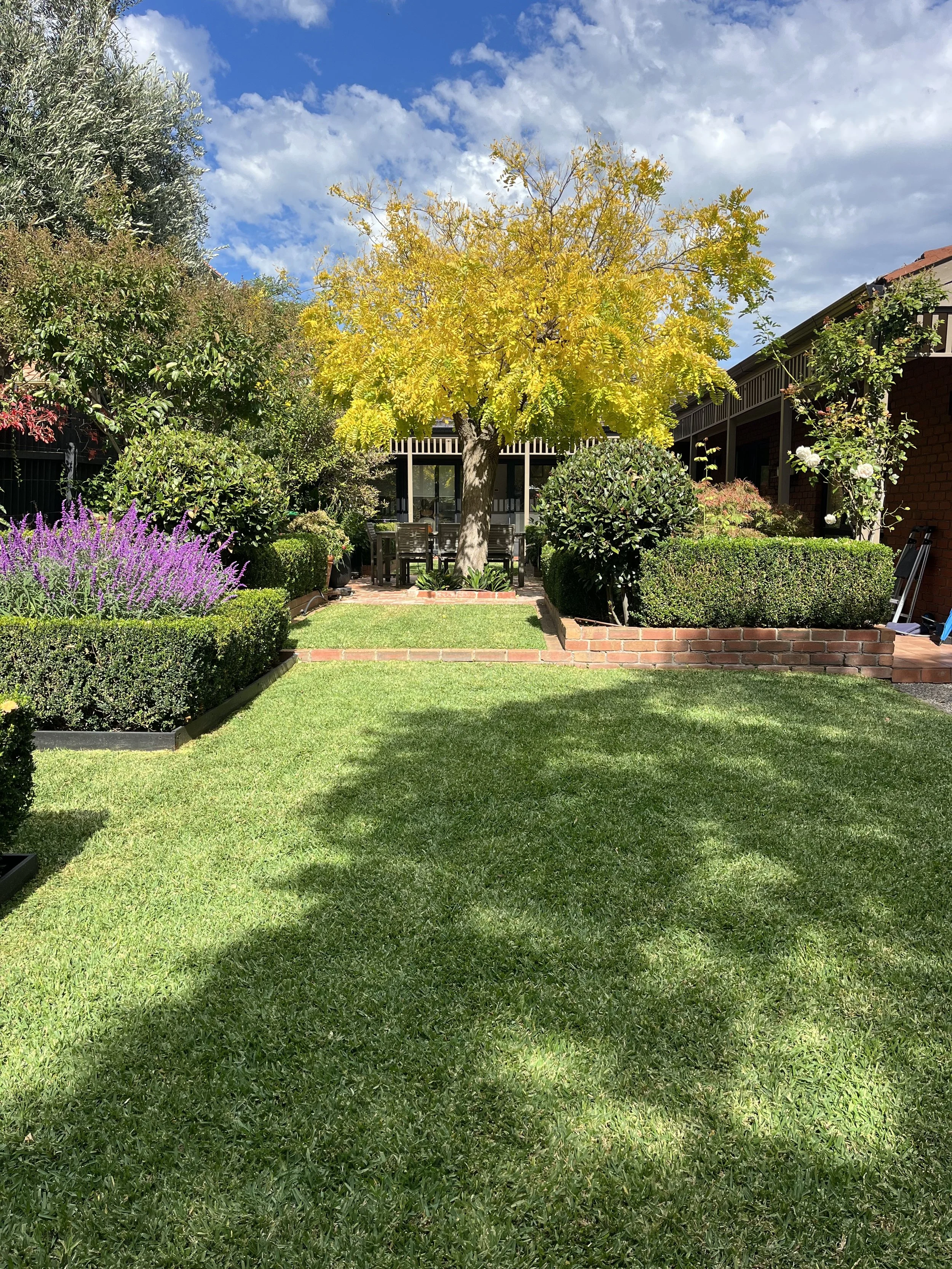 A backyard with a lush green Buffalo grass lawn, a central tree with yellow leaves, surrounded by various bushes and colorful flowers.