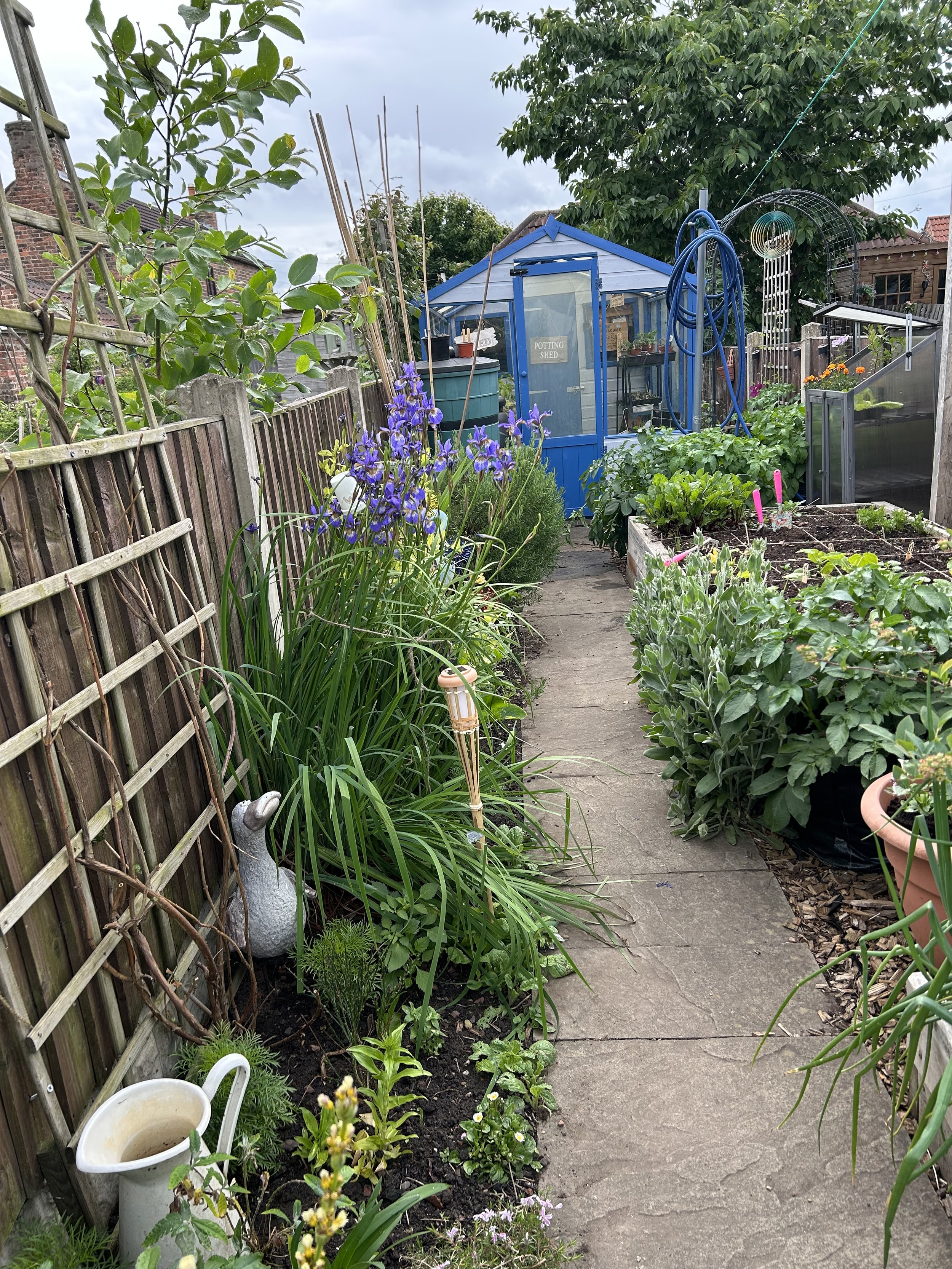 A garden pathway with various plants and flowers on both sides, a blue potting shed at the end, and gardening tools and hoses nearby.