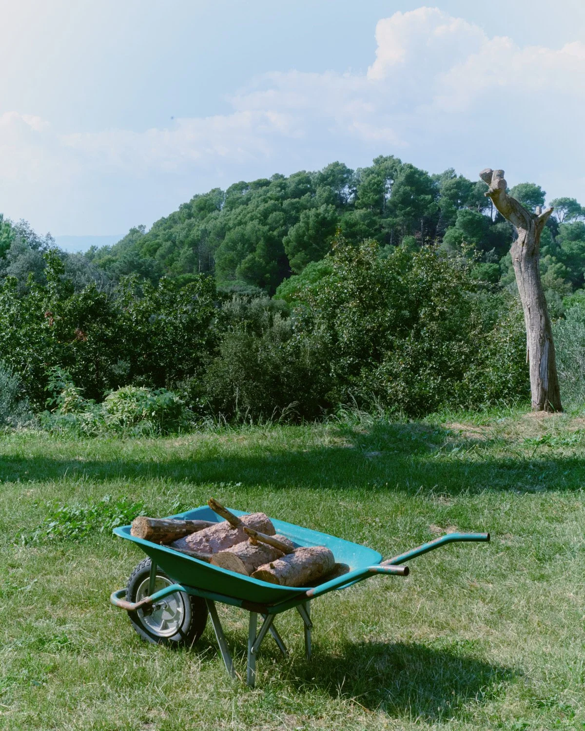 A green wheelbarrow filled with cut firewood on a grassy lawn, with a background of green trees and a partly cloudy sky.