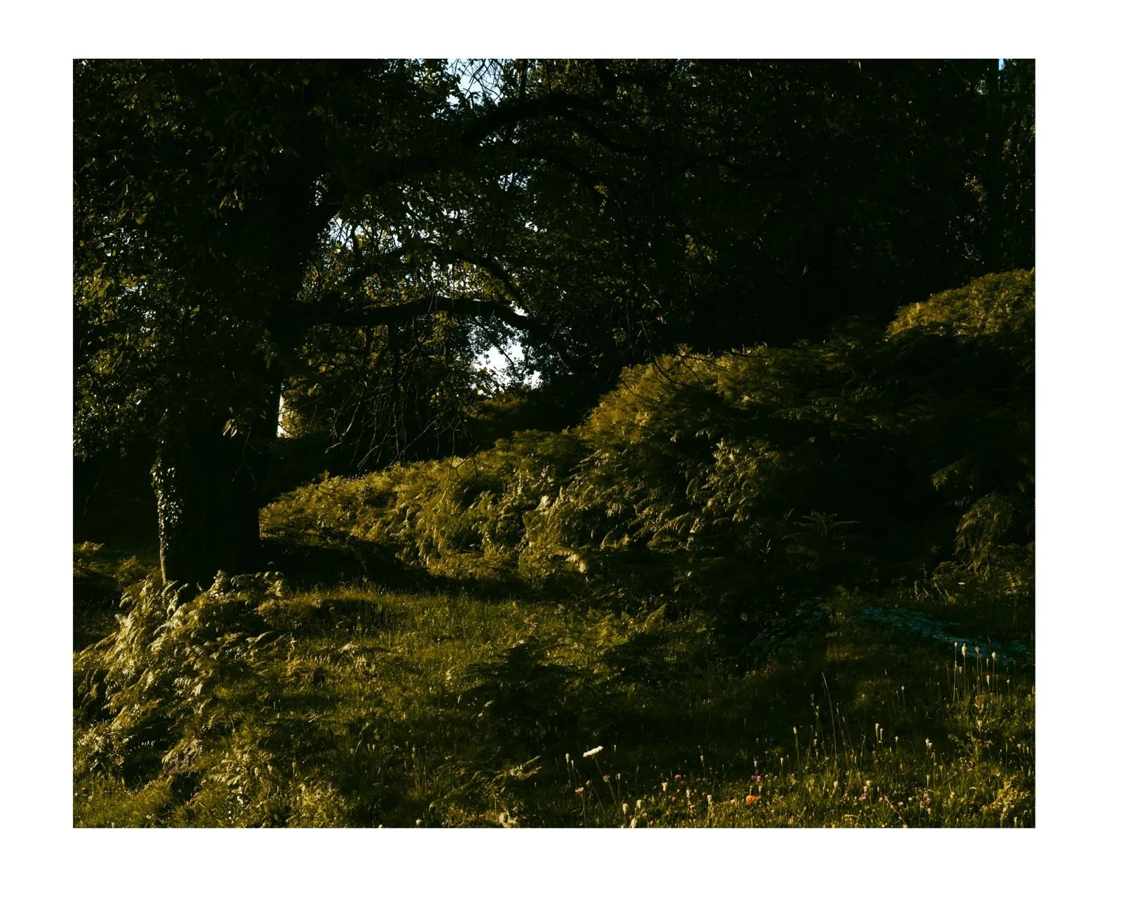A large, shadowed tree with thick branches on the left, surrounded by lush greenery and low-lying plants, illuminated by sunlight.