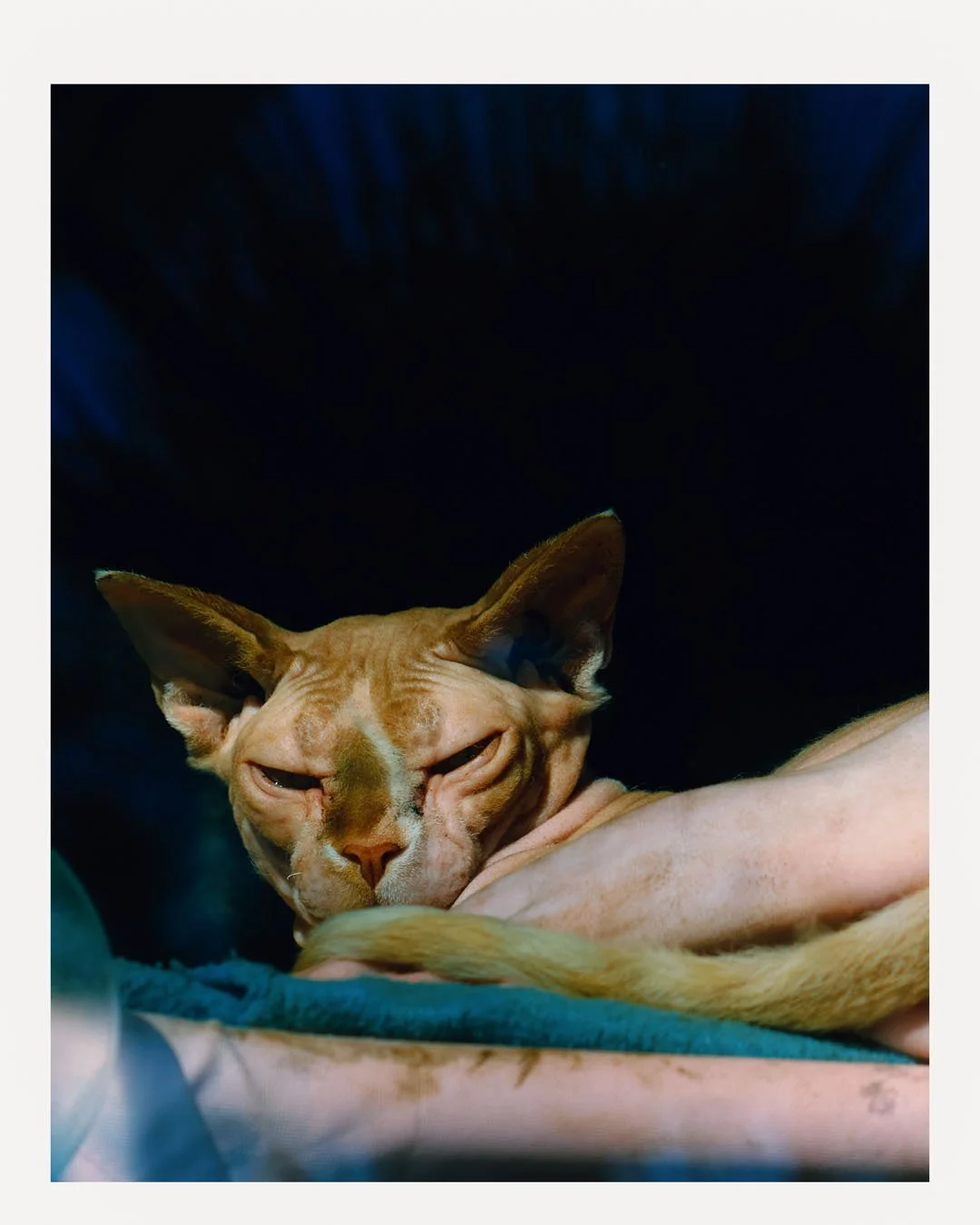 A close-up of a tan cat with closed eyes, resting on a blanket, with a dark background.