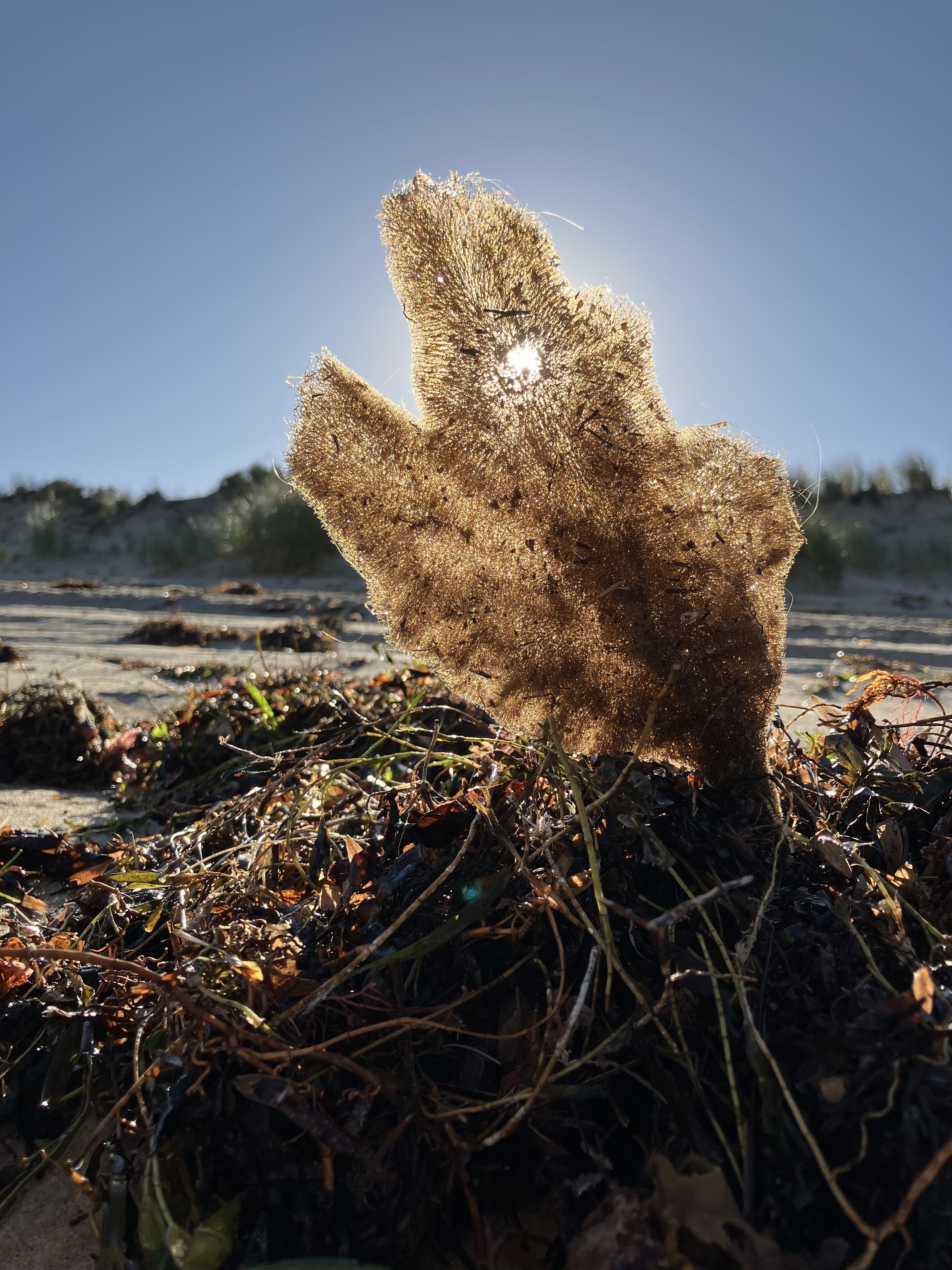 Close-up of a dried seaweed or kelp fragment on the sandy beach with sunlight shining through it, against a blue sky and blurred dunes in the background.