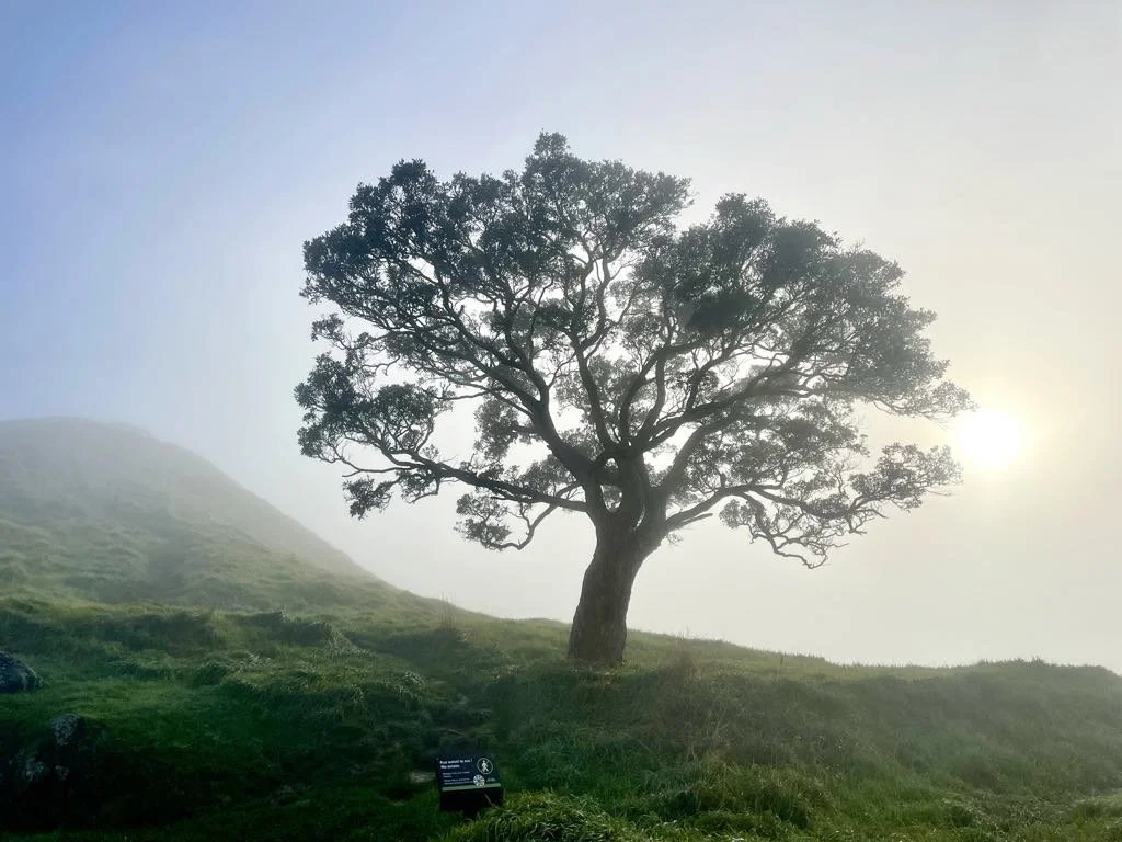 A tree on a grassy hillside with the sun shining behind it, creating a bright glow.