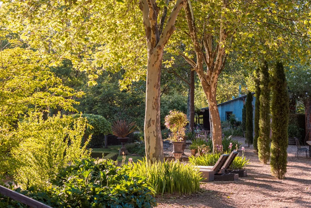 A sunlit garden at Planetrees Estate with tall trees, lush green plants, potted flowers, and garden chairs on a gravel path.
