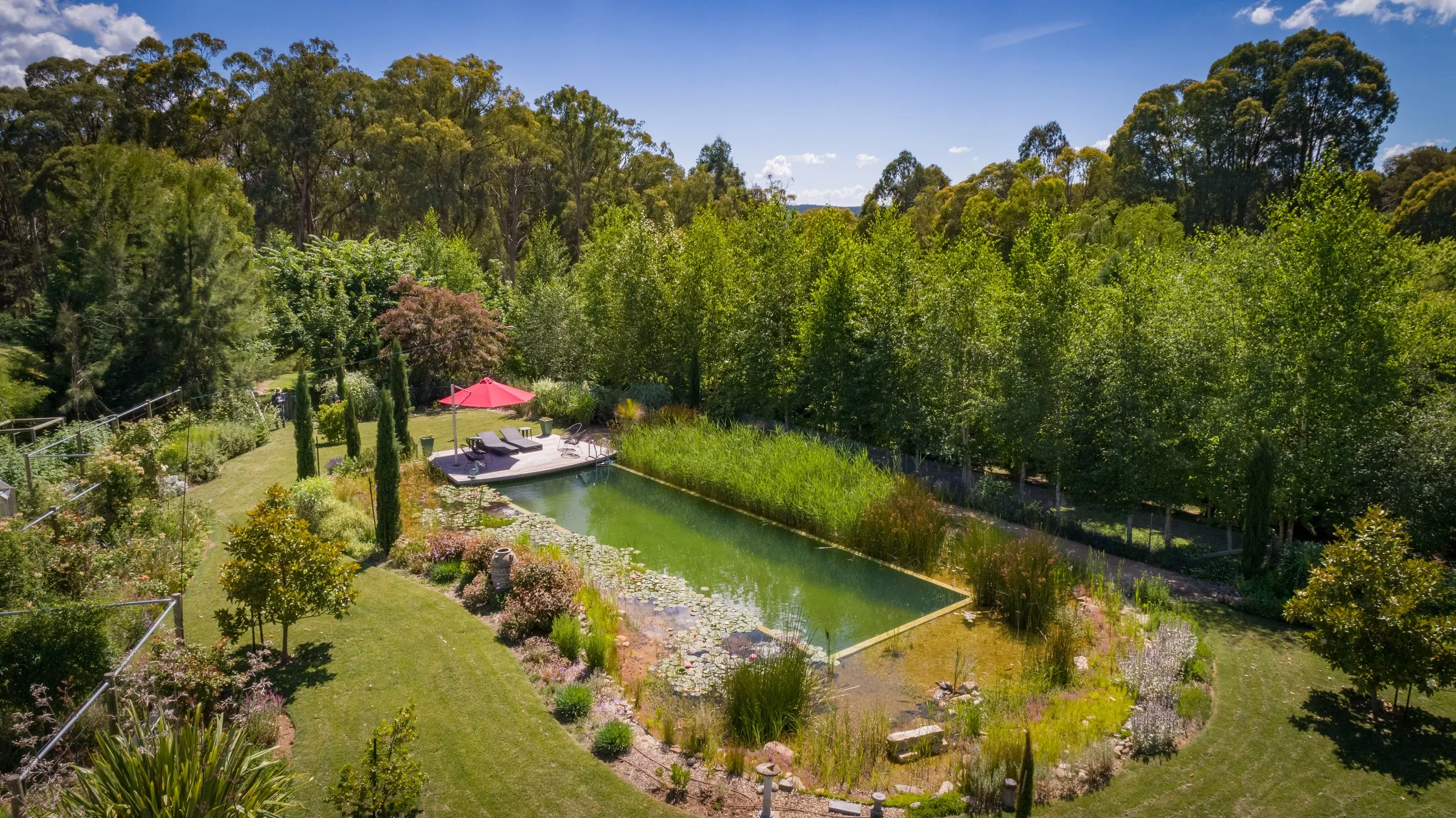 Planetrees Estate gardens with a rectangular natural pool with water lilies, surrounded by lush green trees and plants, with a patio area featuring lounge chairs and a red umbrella.