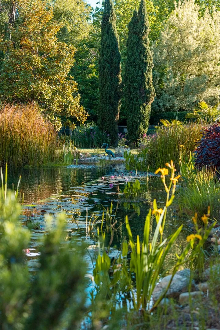 A serene garden scene featuring a narrow waterway with water lilies and yellow flowers along the banks, surrounded by lush green plants and trees, including two tall cypress trees and various other foliage, under sunlight.