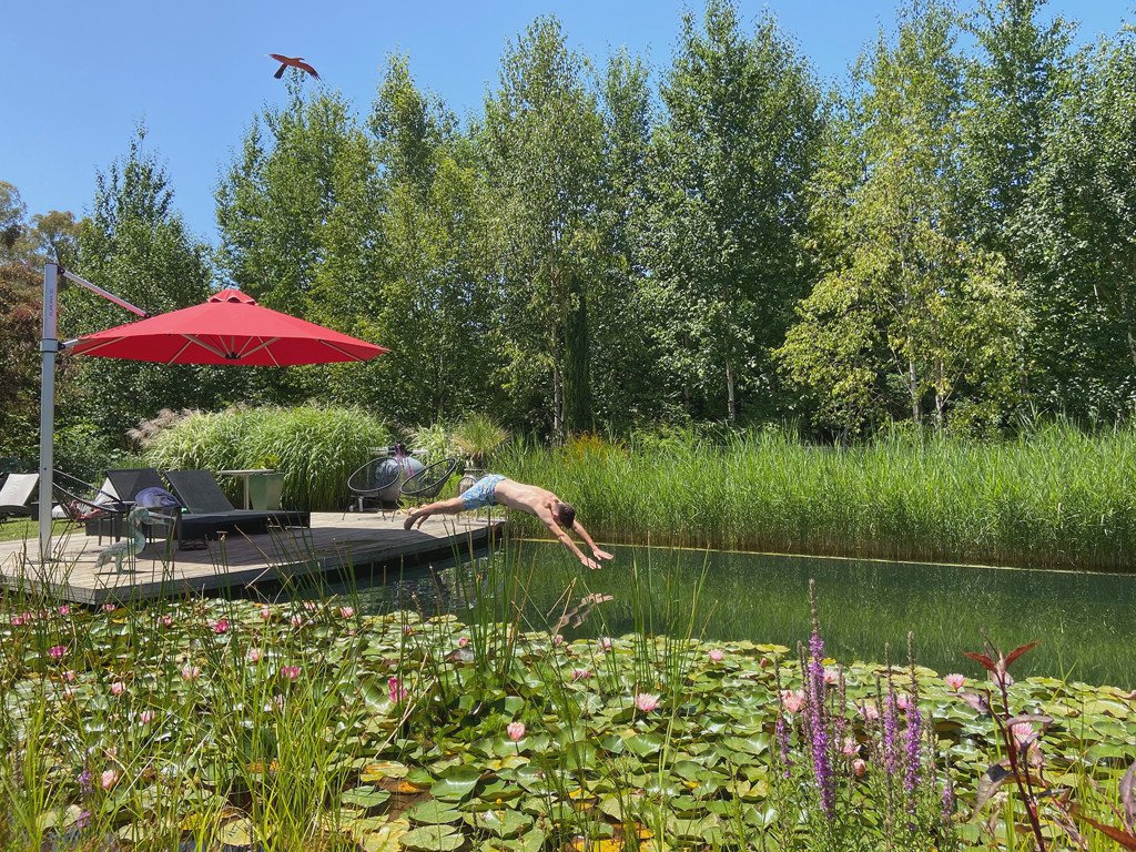 Person diving into a natural pool at Planetrees Estate surrounded by lily pads, with a backyard deck, red umbrella, lounge chairs, and lush green trees in the background.