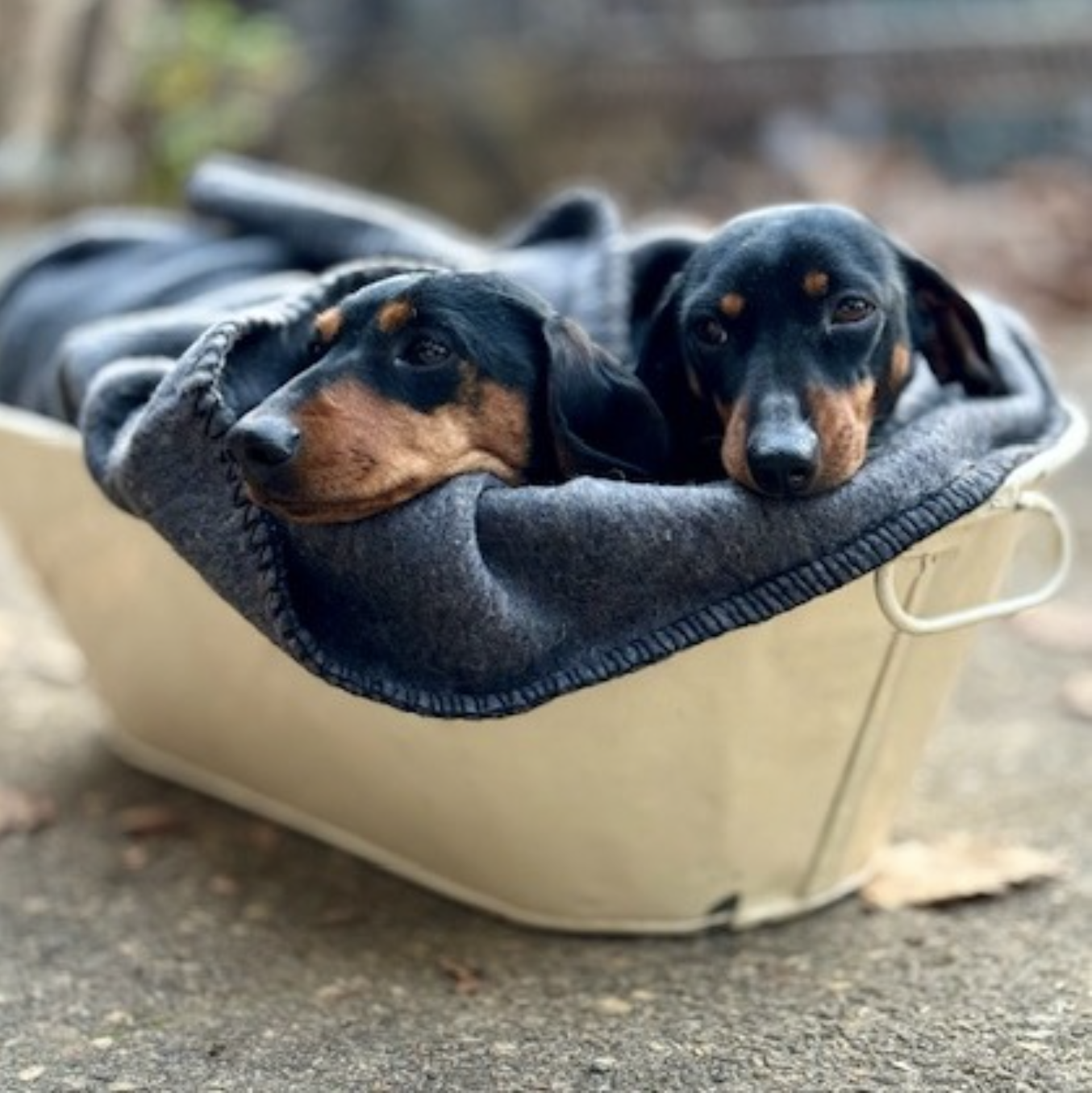 Two black and tan dachshund puppies resting inside a beige plastic tub outdoors.