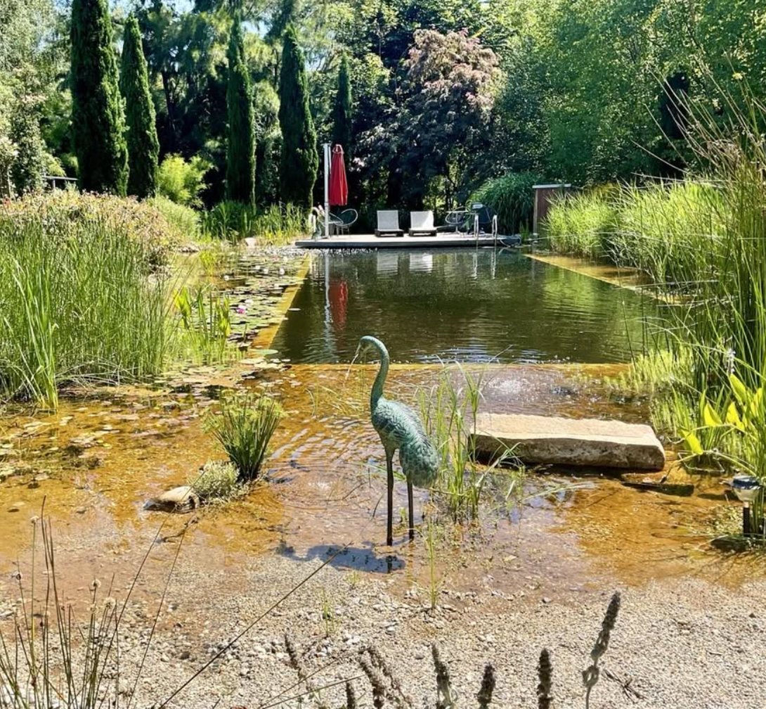 A tranquil backyard scene with a small pond surrounded by lush greenery, including tall trees and aquatic plants. A decorative metal crane stands in the shallow part of the pond near the edge. In the background, there is a pool area with lounge chairs, a red umbrella, and a small dock. The overall setting appears peaceful and well-maintained.
