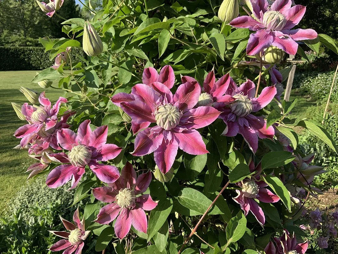 Pink and purple clematis flowers blooming on green foliage in a garden during daytime.