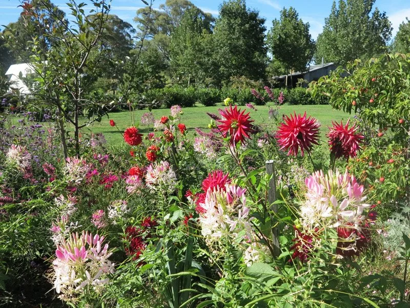 Colorful flowers in a lush garden under a clear blue sky with trees in the background.