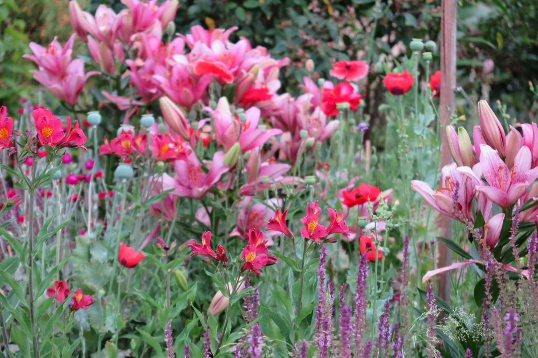 A garden filled with pink and red flowers, including lilies, poppies, and other colorful blooms.