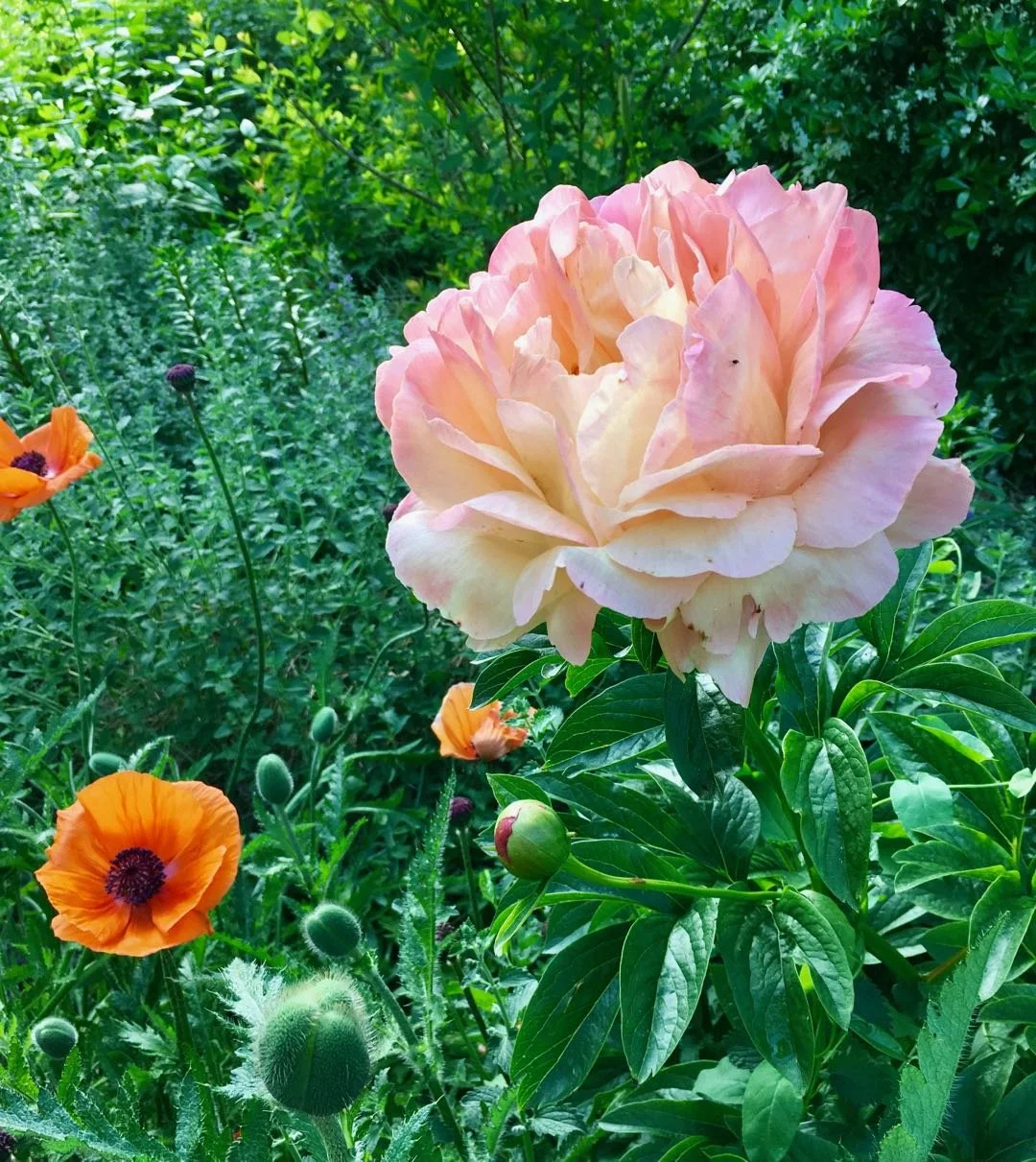 Large pink peony flower surrounded by orange poppies and green foliage.