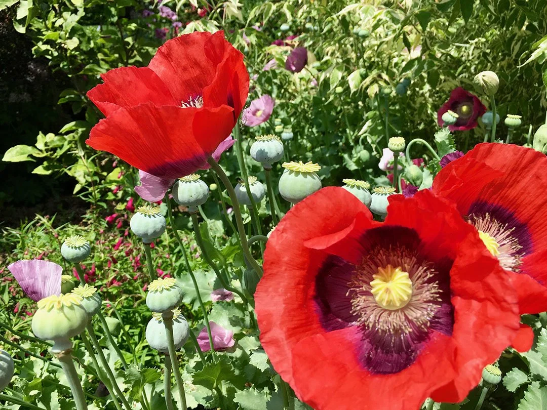 Close-up of bright red poppy flowers with black and yellow centers among green foliage and other small purple and pink flowers in a garden.