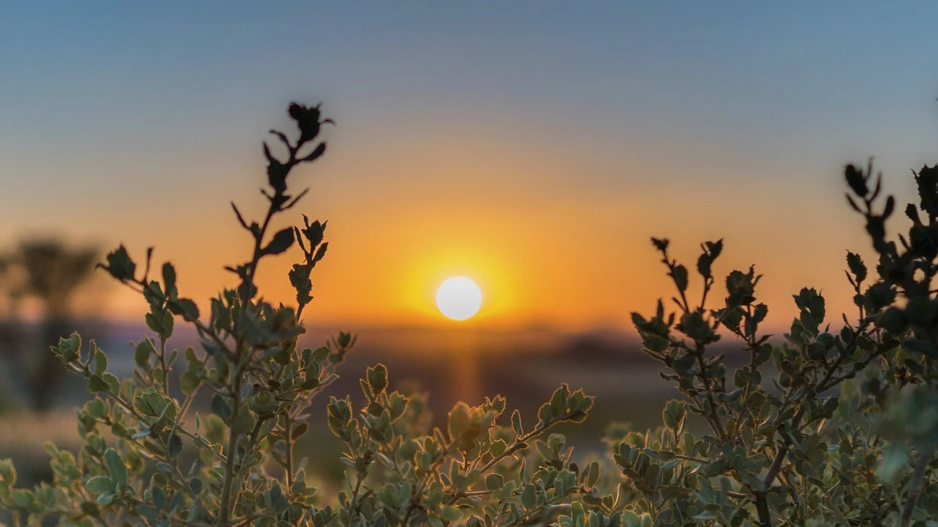 Transits: Astrological Initiations – Early Bird