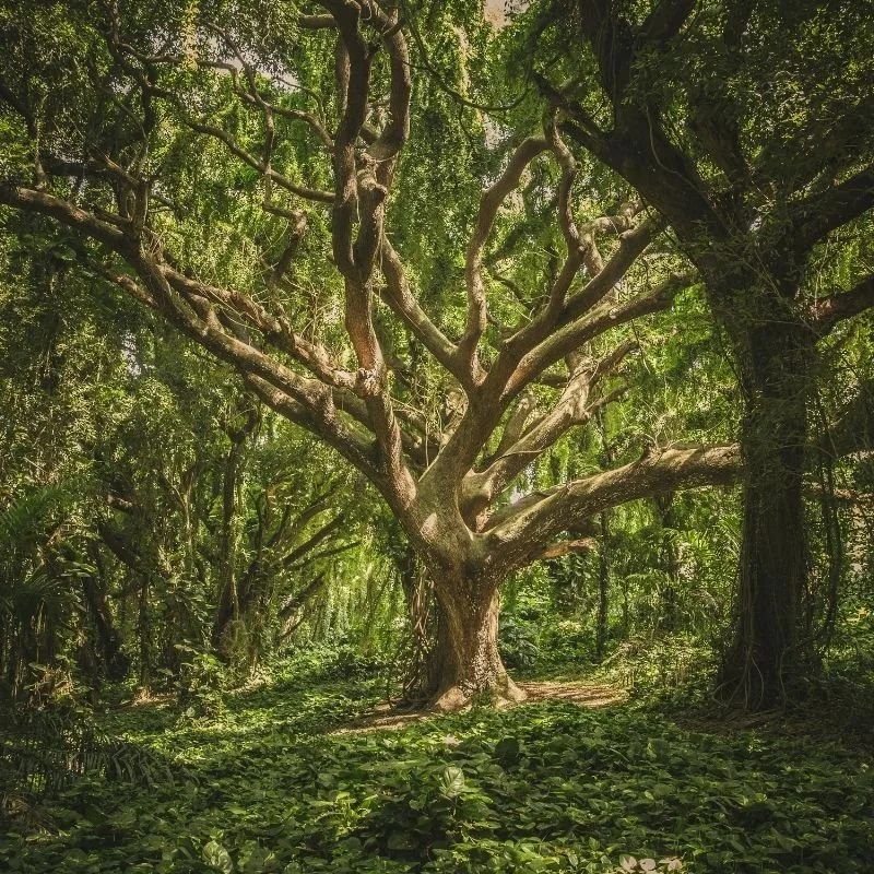 Ancient forest with a large tree representing long-term growth and life cycles.