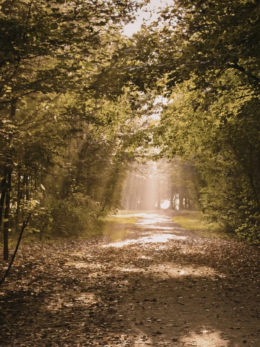 A forest path with soft light, symbolising a paced and supported learning journey