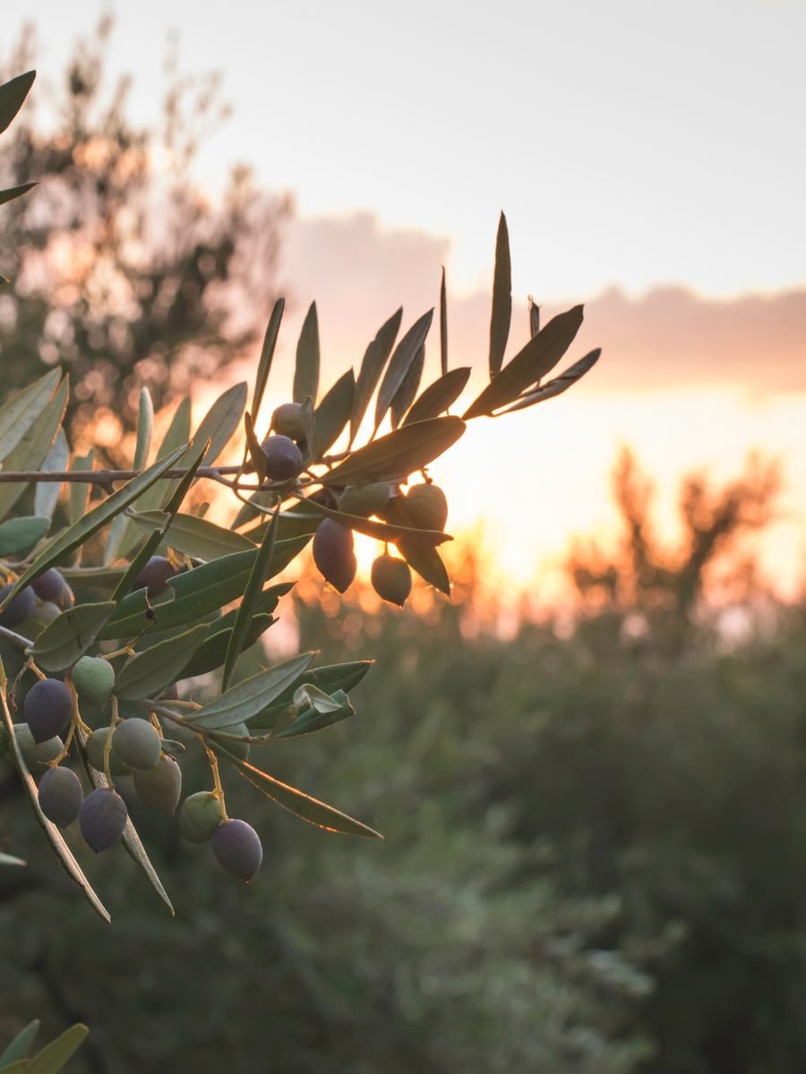 Olive branch at sunset representing long-term transits, destiny cycles, and integration in Evolutionary Astrology