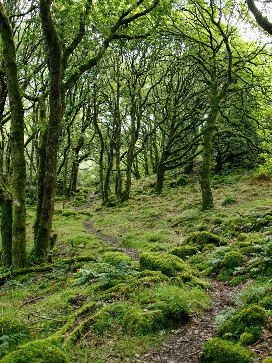 Moss-covered forest path winding through trees, symbolising integration, embodied practice, and walking an intuitive path