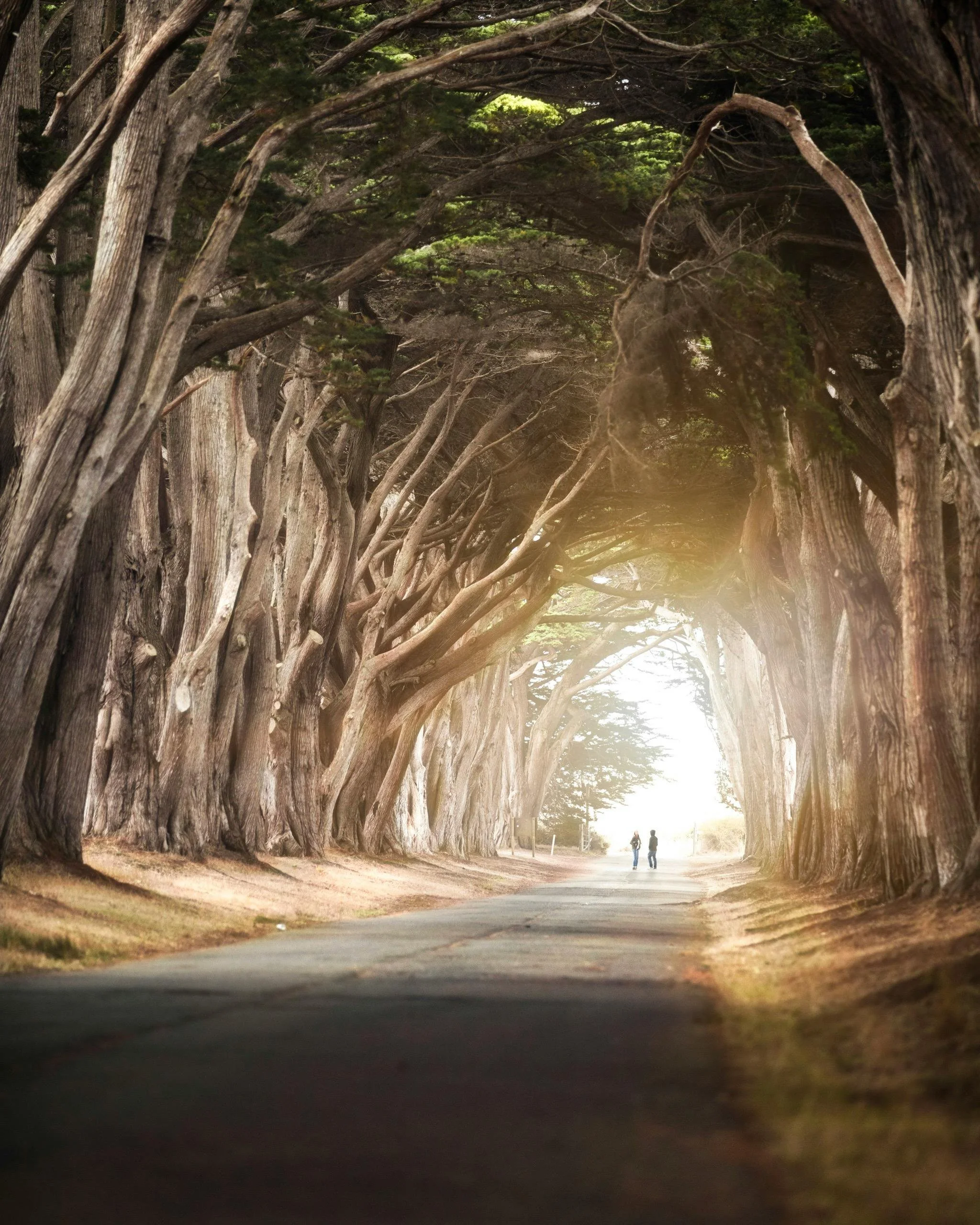 Tree-lined pathway forming a natural archway symbolising relationship journeys and shared life paths.