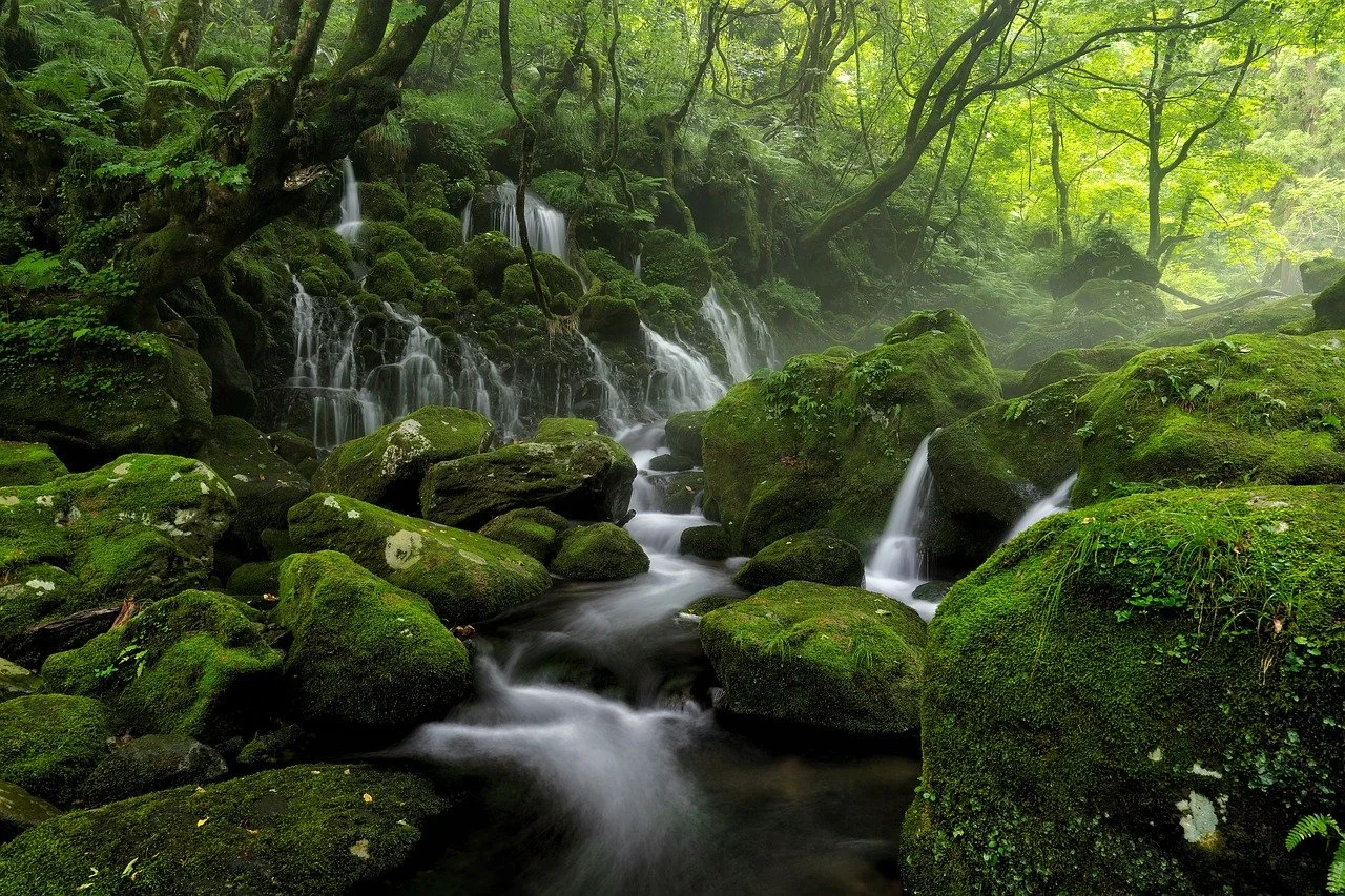 Mossy forest stream representing life changes, planetary transits, and evolutionary timing.