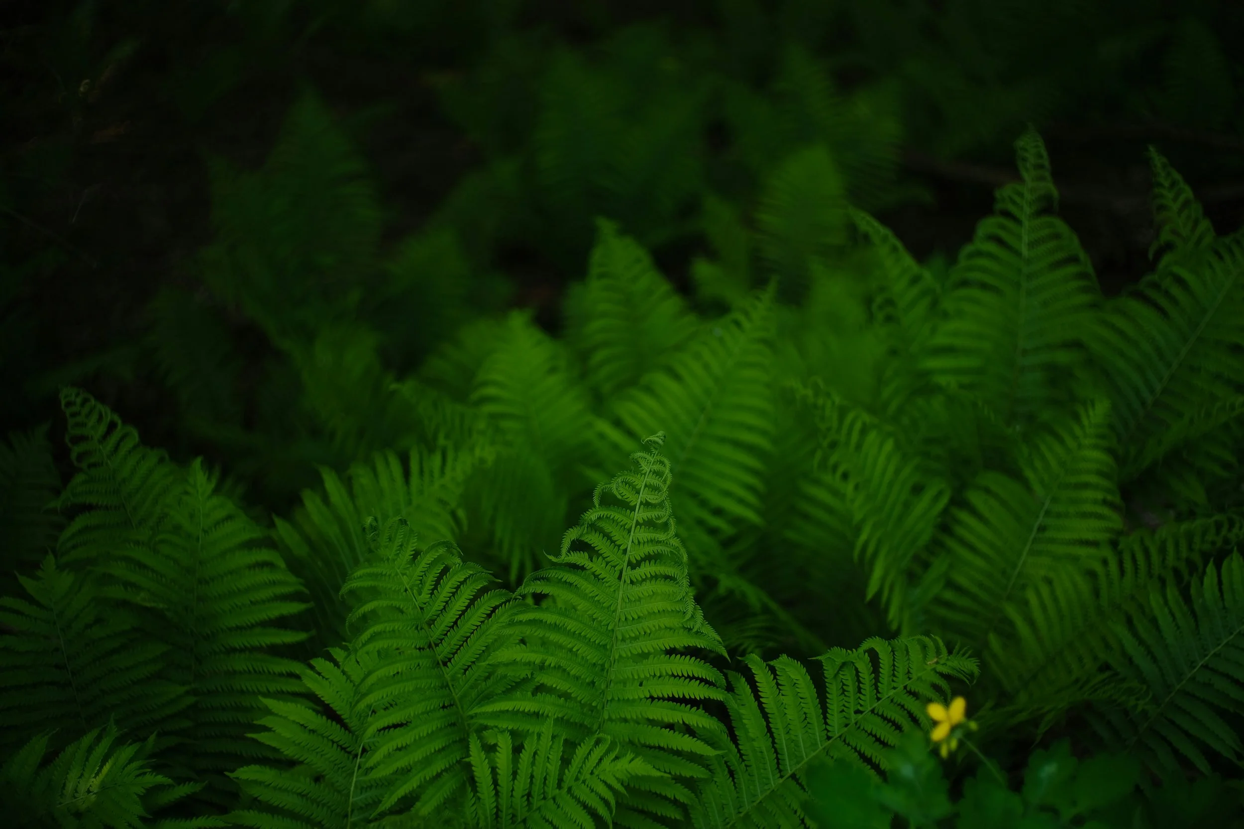 Fern forest background with text introducing a live 20-week Evolutionary Astrology course for learning to read natal charts with clarity and confidence.
