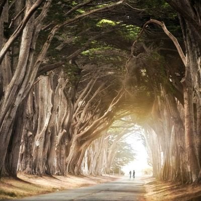 Tree-lined pathway forming a natural archway symbolising relationship journeys and shared life paths.