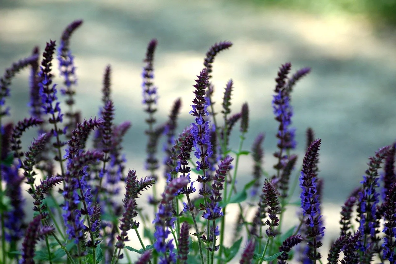 Wildflowers representing relationship astrology, synastry, and conscious connection between individuals