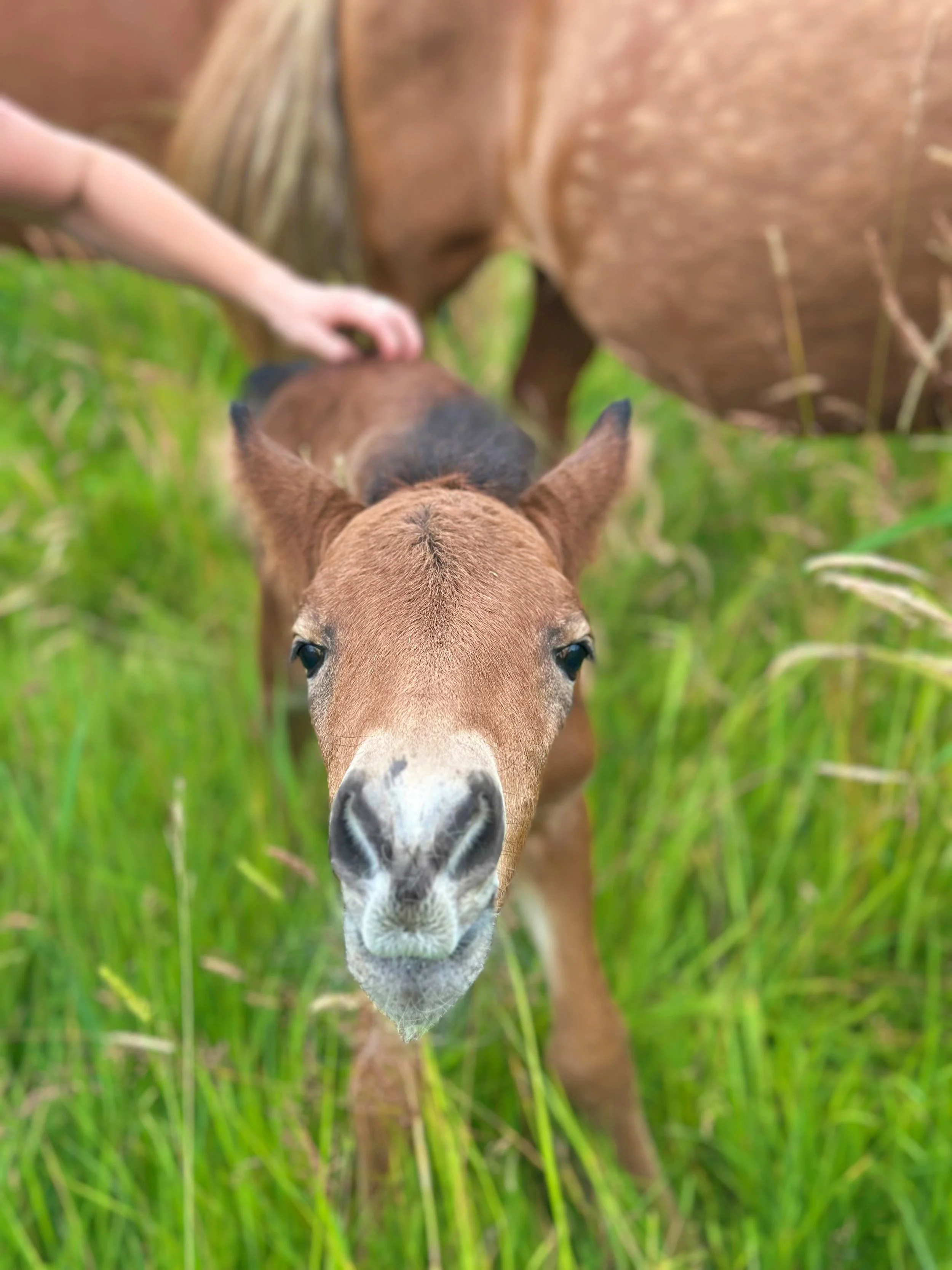 Ein Gypsy-Wildpferdfohlen mit braunem Fell und weißen Schnauze, das in grünem Gras blickt.