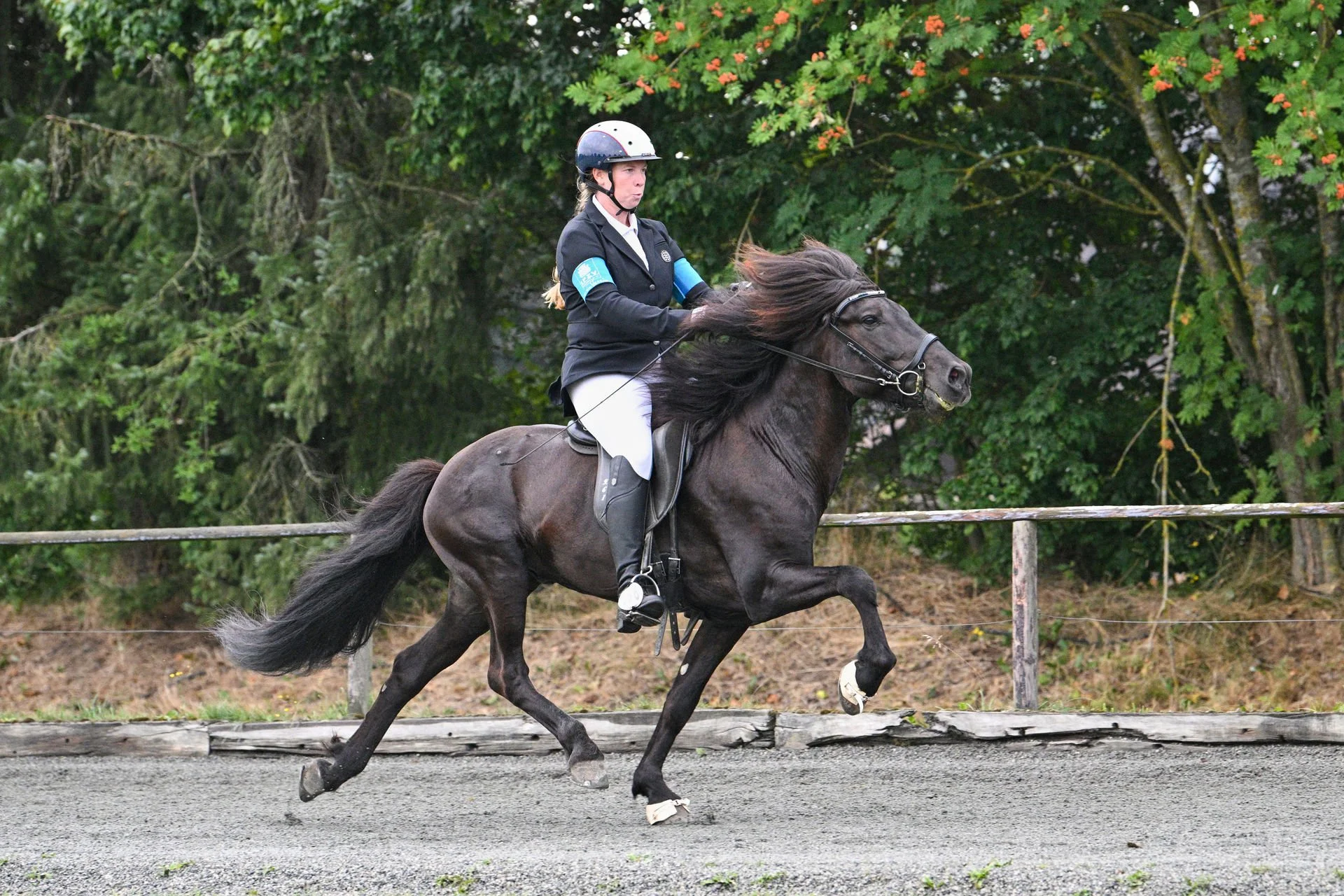 schwarzes Islandpferd im ausdrucksstarken Pass mit Reiterin