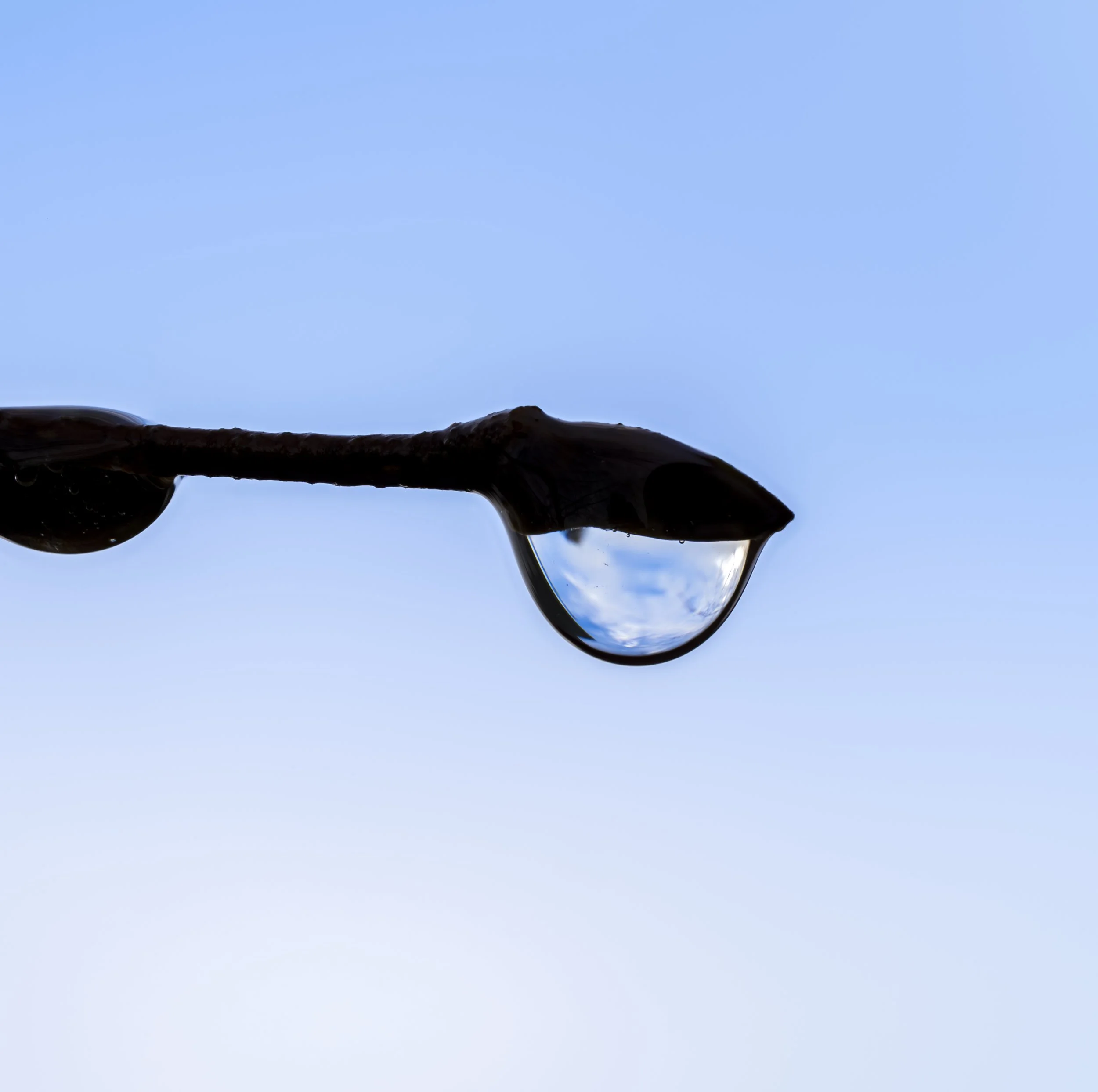 My macro photography journey: Why I’m starting