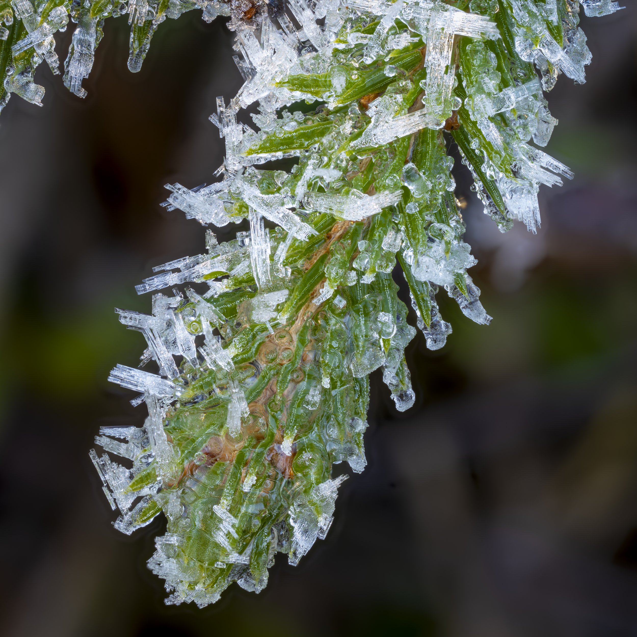 What is Macro Photography? A Beginner’s Guide