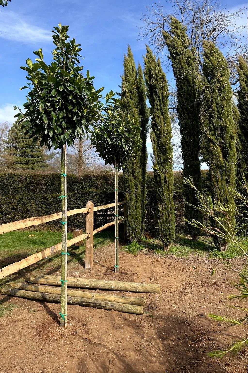 Two young trees supported by stakes and ties, standing beside a wooden fence and a row of tall, columnar evergreen trees under a partly cloudy sky.