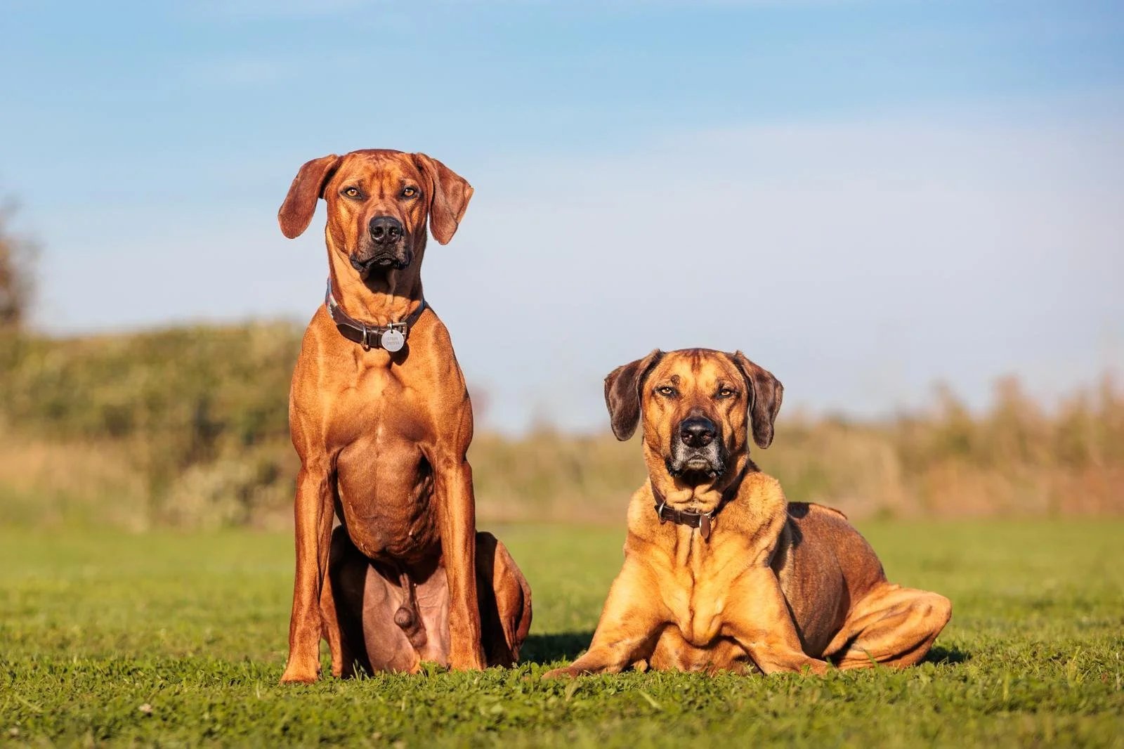 Obi & Rufus - Two large brown dogs with short fur, one sitting and one lying on grass outdoors during daytime.
