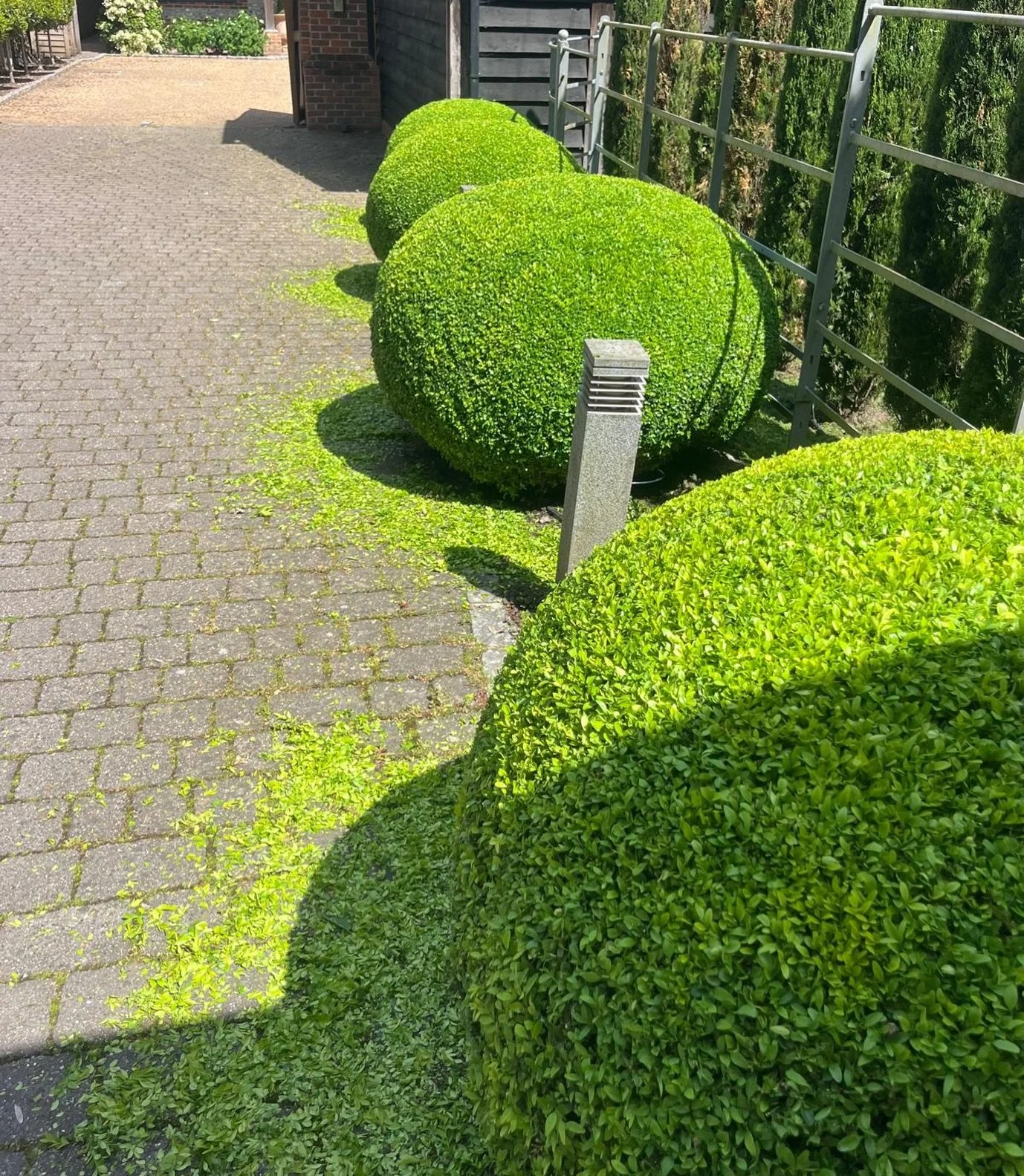 Freshly clipped and gloriously round, these box balls after their first trim of the season. There&rsquo;s something deeply satisfying about geometry in the garden. The clippings scattered across the cobbles feel like confetti and not a leaf out of pl