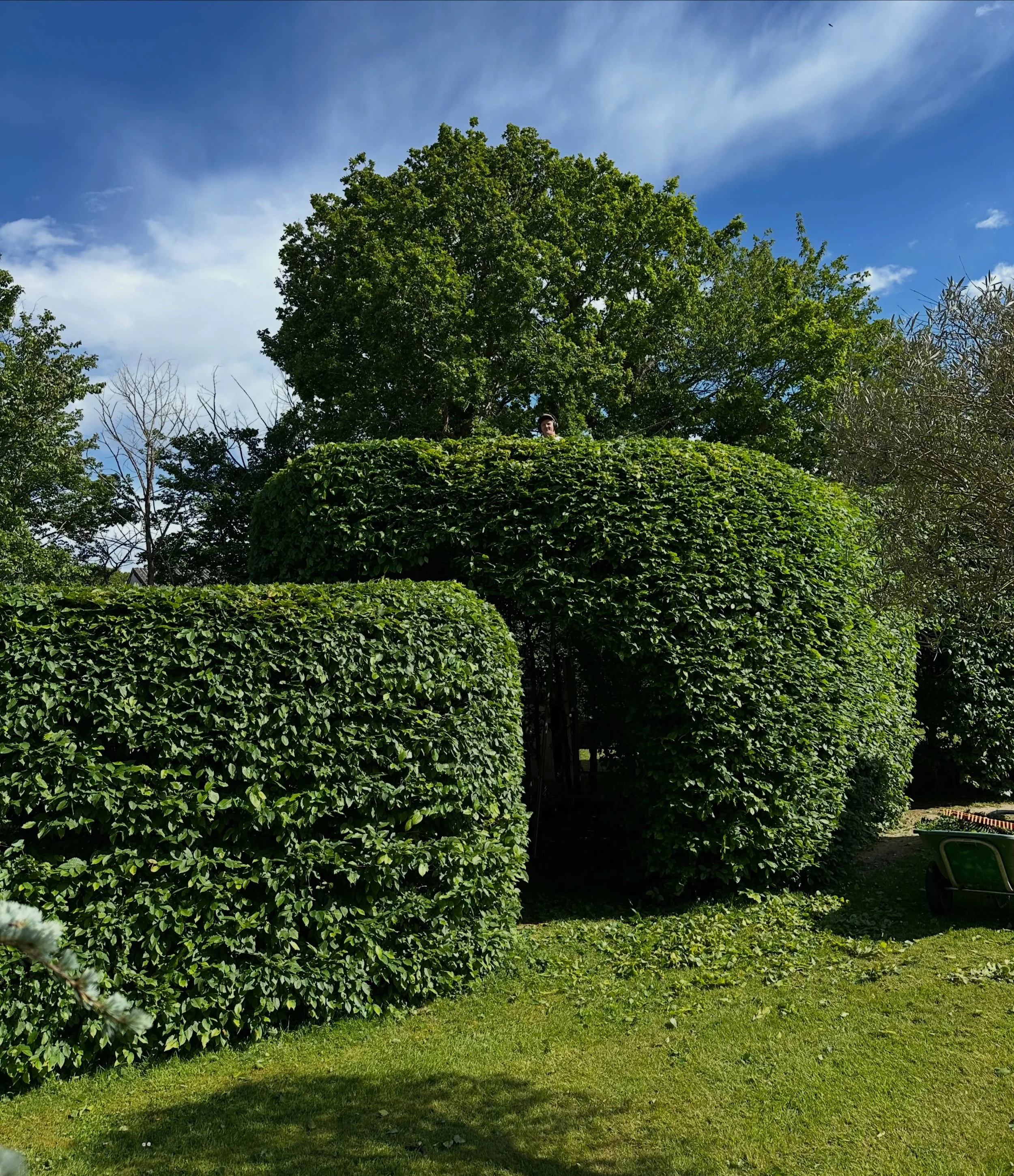 I know Paul&rsquo;s in here somewhere&hellip; 👀🌿
Last spotted giving this glorious hornbeam hedge a light trim to keep its formal shape.
Can anyone else spot him? 😂  #SpotPaul #HideAndSeek #CanYouSpotHim #HedgeTrimming  #carpinusbetulus