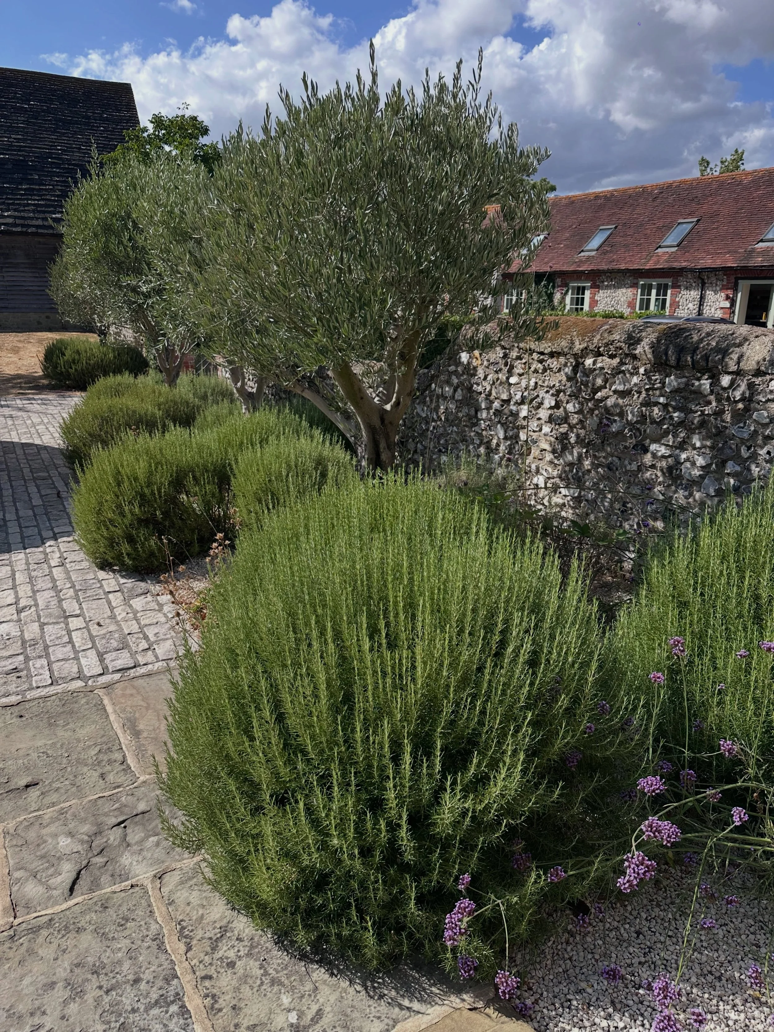 Often, less is more. 🌿

The simple planting scheme of just olives and rosemary simply works. No fuss, no overthinking, just two plants working beautifully together.

Sometimes we can overthink our borders, when actually, keeping things simple can gi