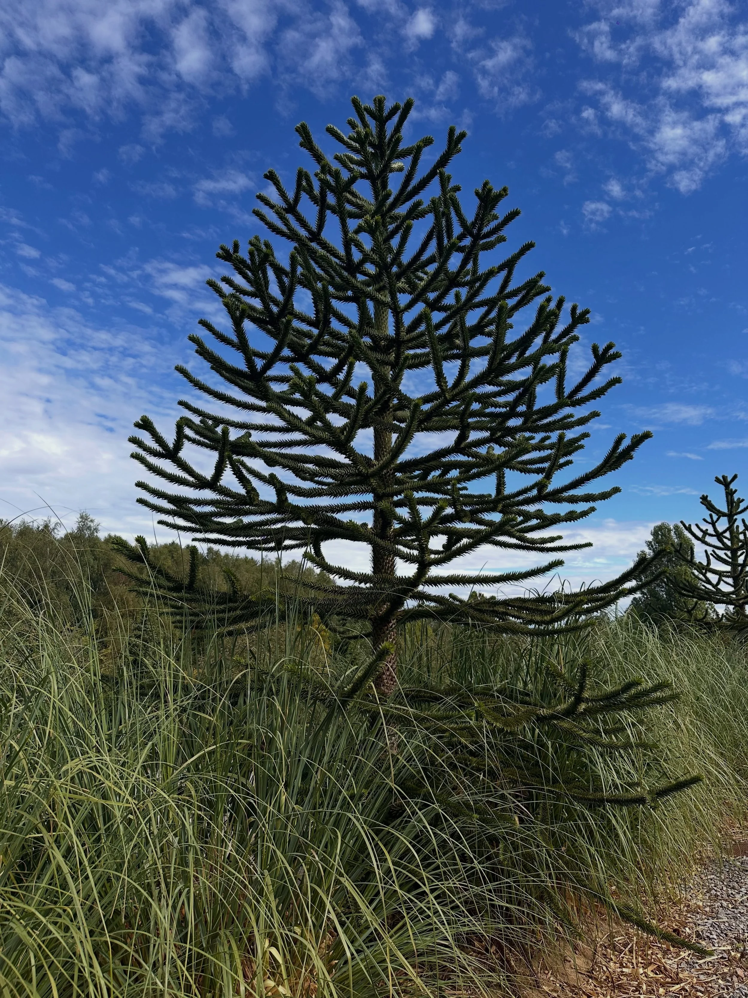 🌿 Spotted this amazing Monkey Puzzle Tree! 🌿
(Araucaria araucana)

Did you know how this fascinating tree got its quirky name? 🌳🐒

The name dates back to the 19th century, when a guest at a planting ceremony touched the tree&rsquo;s sharp, rigid,
